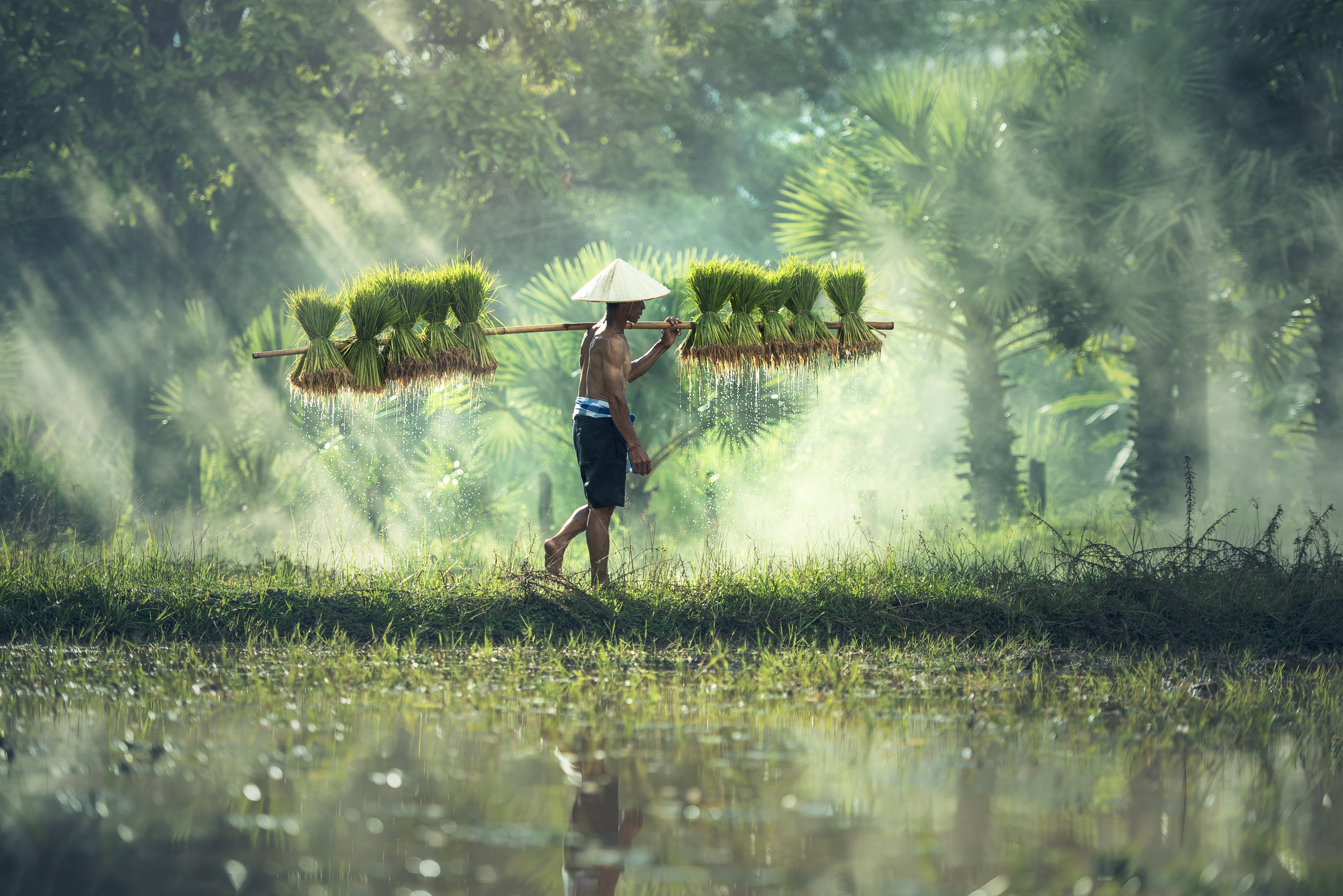 People 7360x4912 Cambodia men Agro (Plants) sun rays side view reflection Asia water water drops rice farming rice fields Asian conical hat nón lá mist shirtless