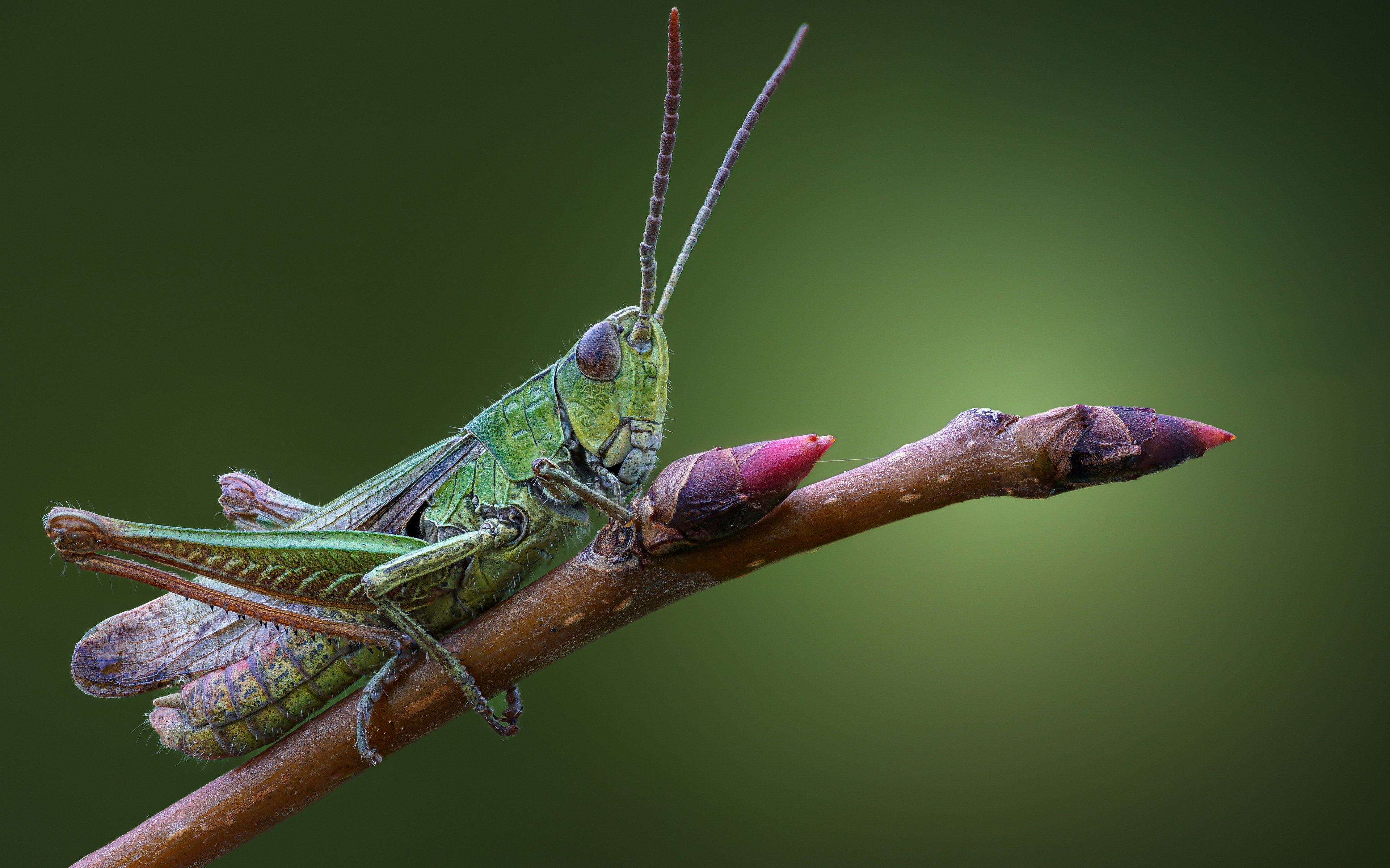 General 3840x2400 macro nature insect grasshopper branch depth of field closeup minimalism simple background