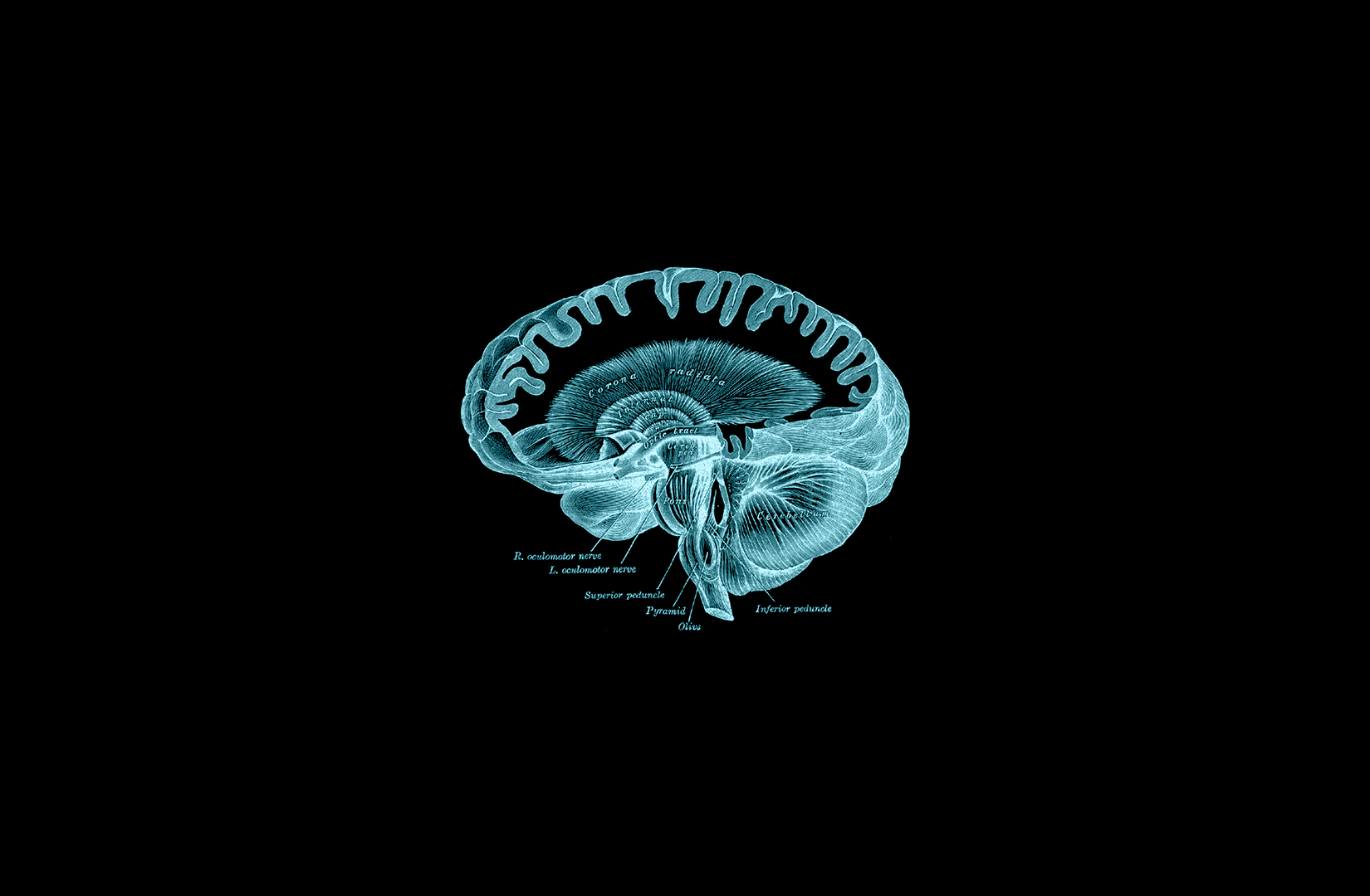 General 1650x1080 brain anatomy dark