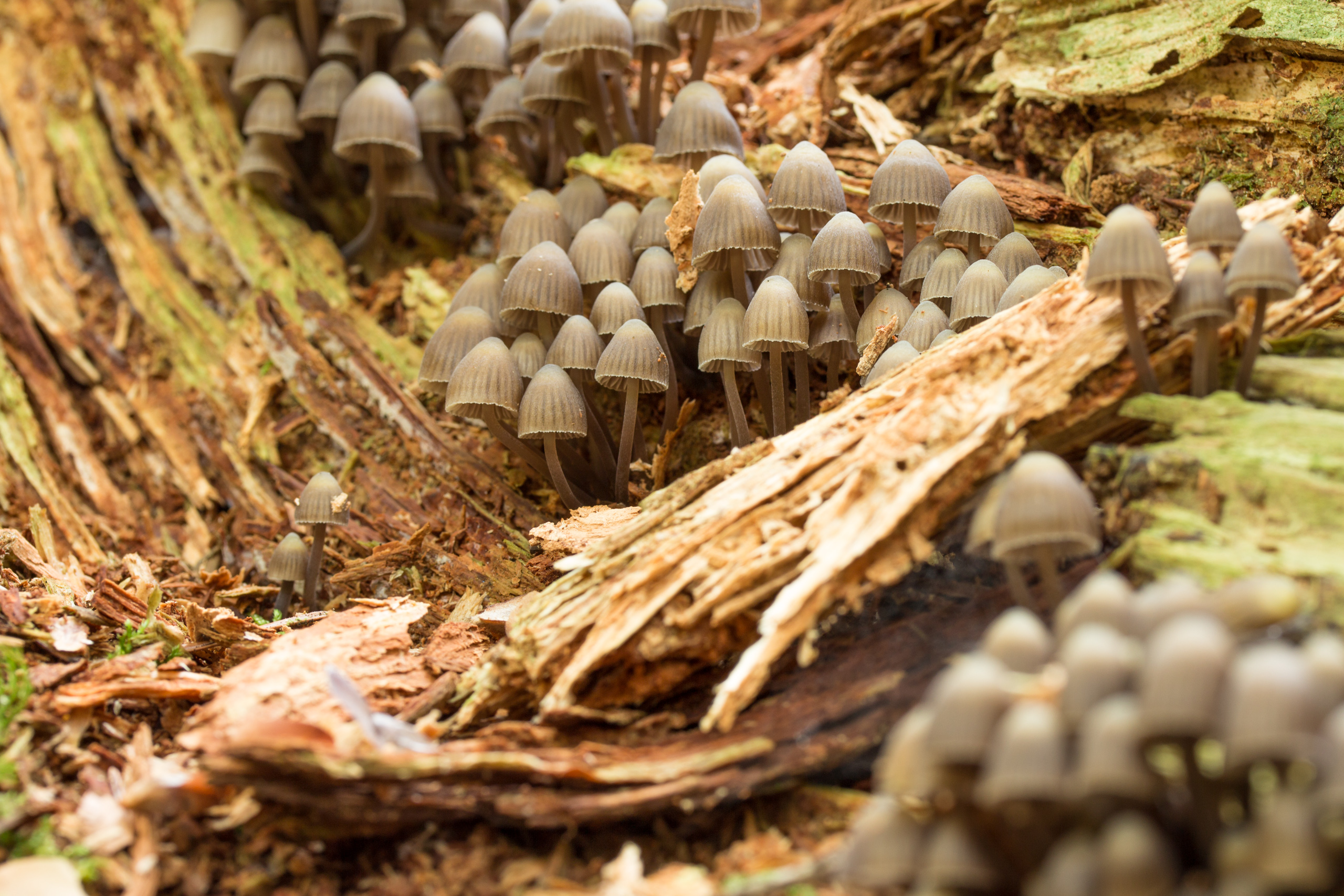 General 2560x1707 mushroom nature forest moss fungus wood