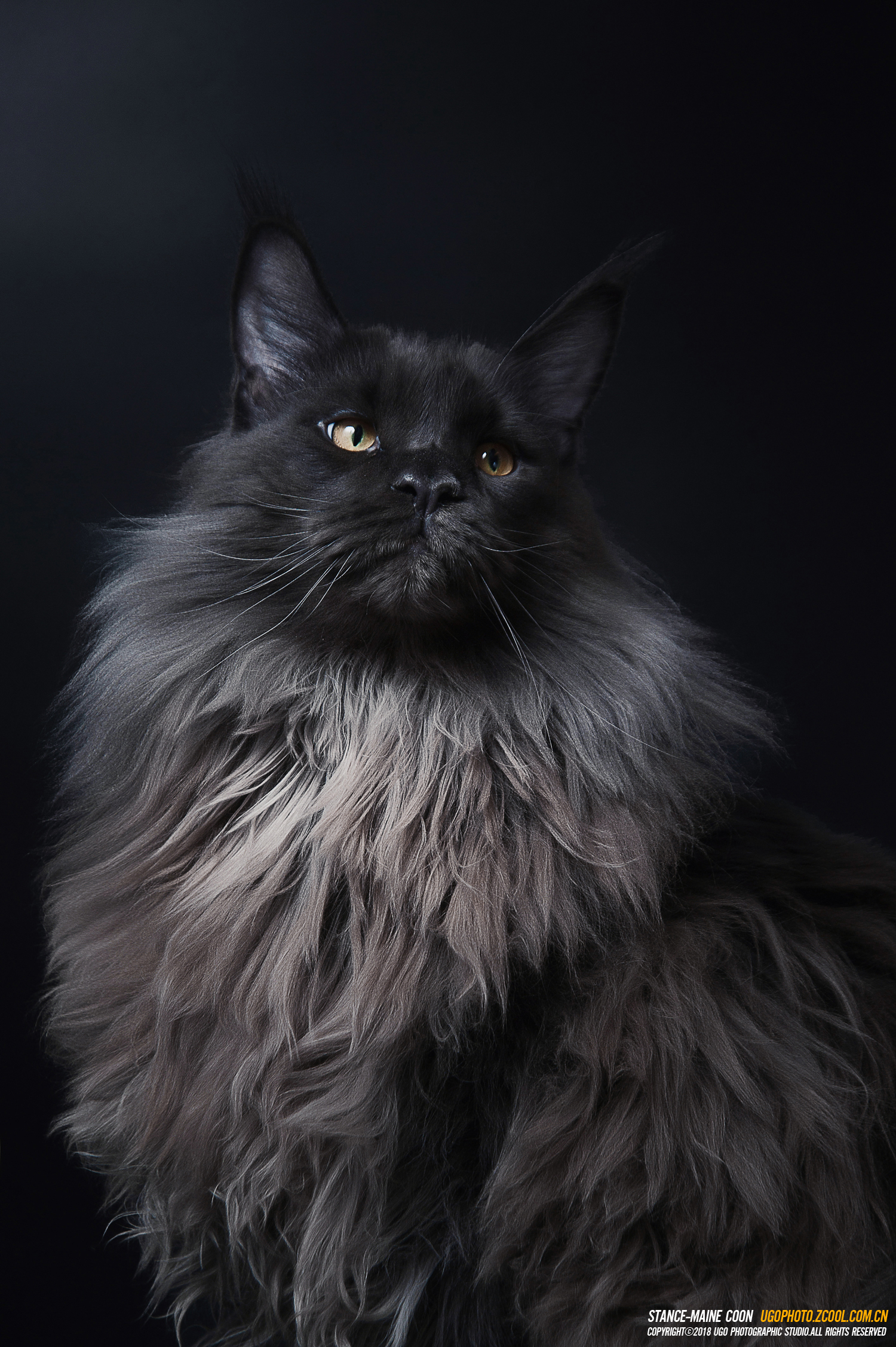 General 1500x2254 animals portrait display watermarked 2018 (year) Maine Coon cats simple background fur