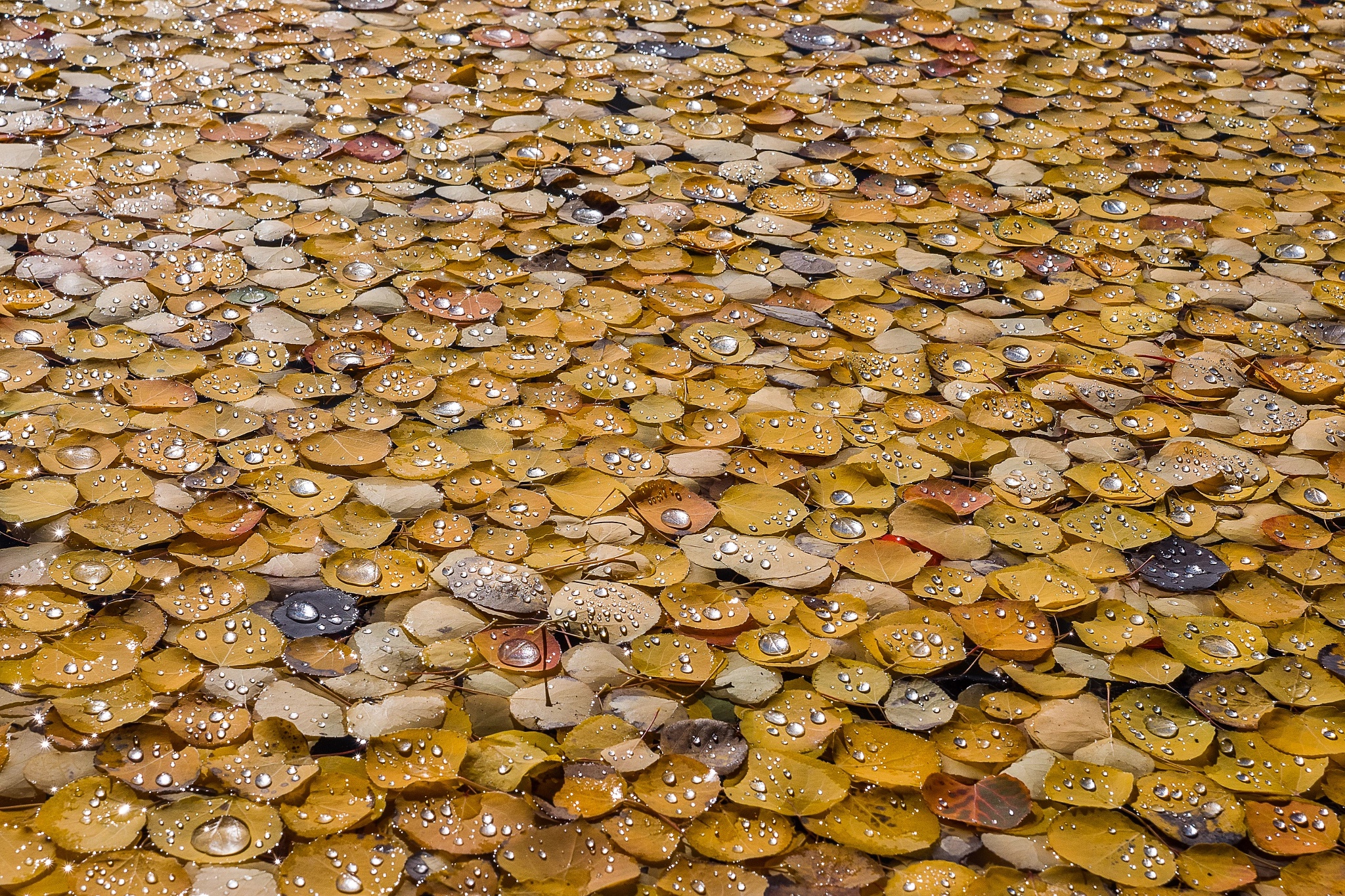 General 2048x1365 plants outdoors leaves water fall yellow water drops fallen leaves
