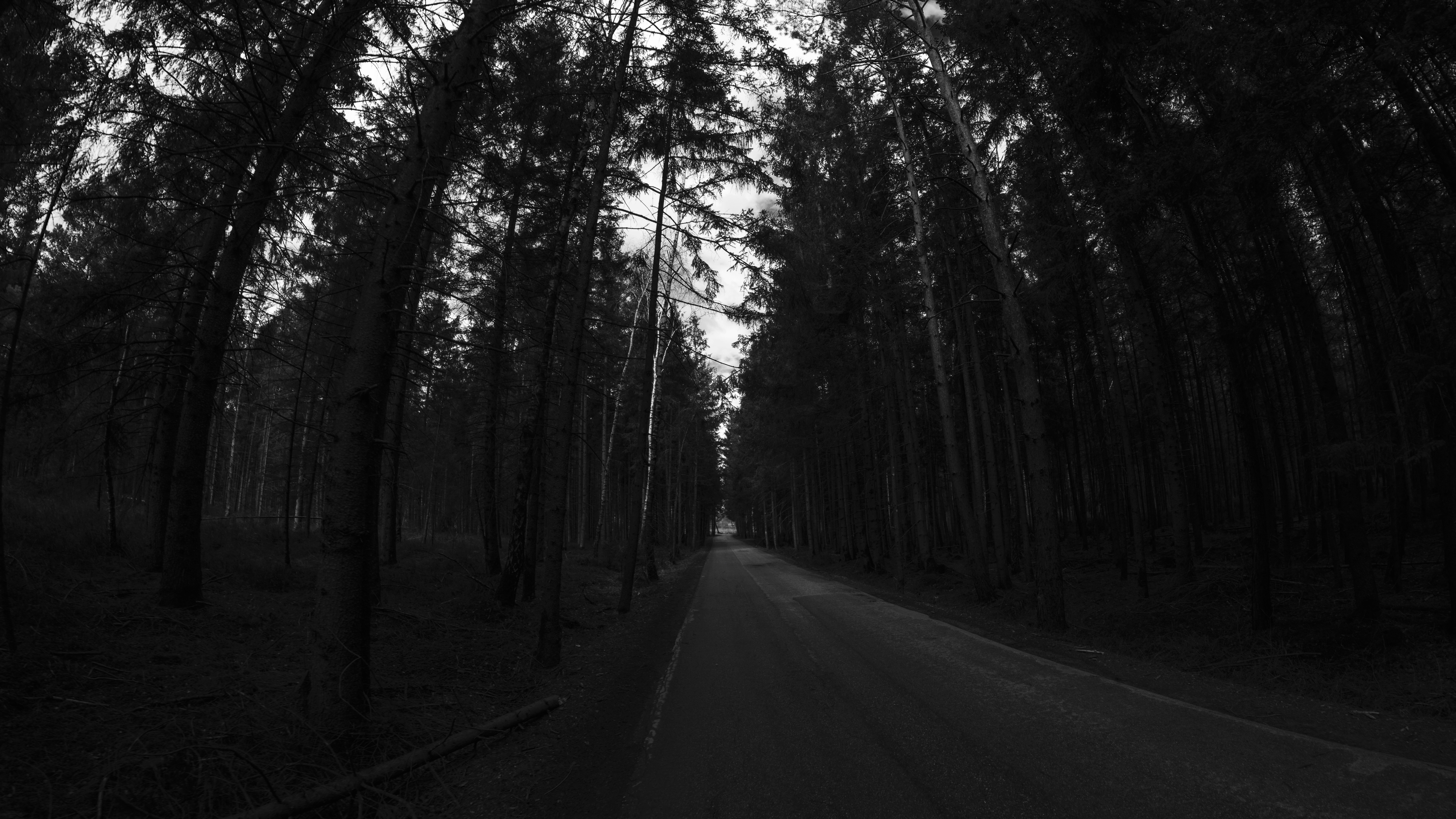 General 6000x3376 nature road street wood trees forest monochrome
