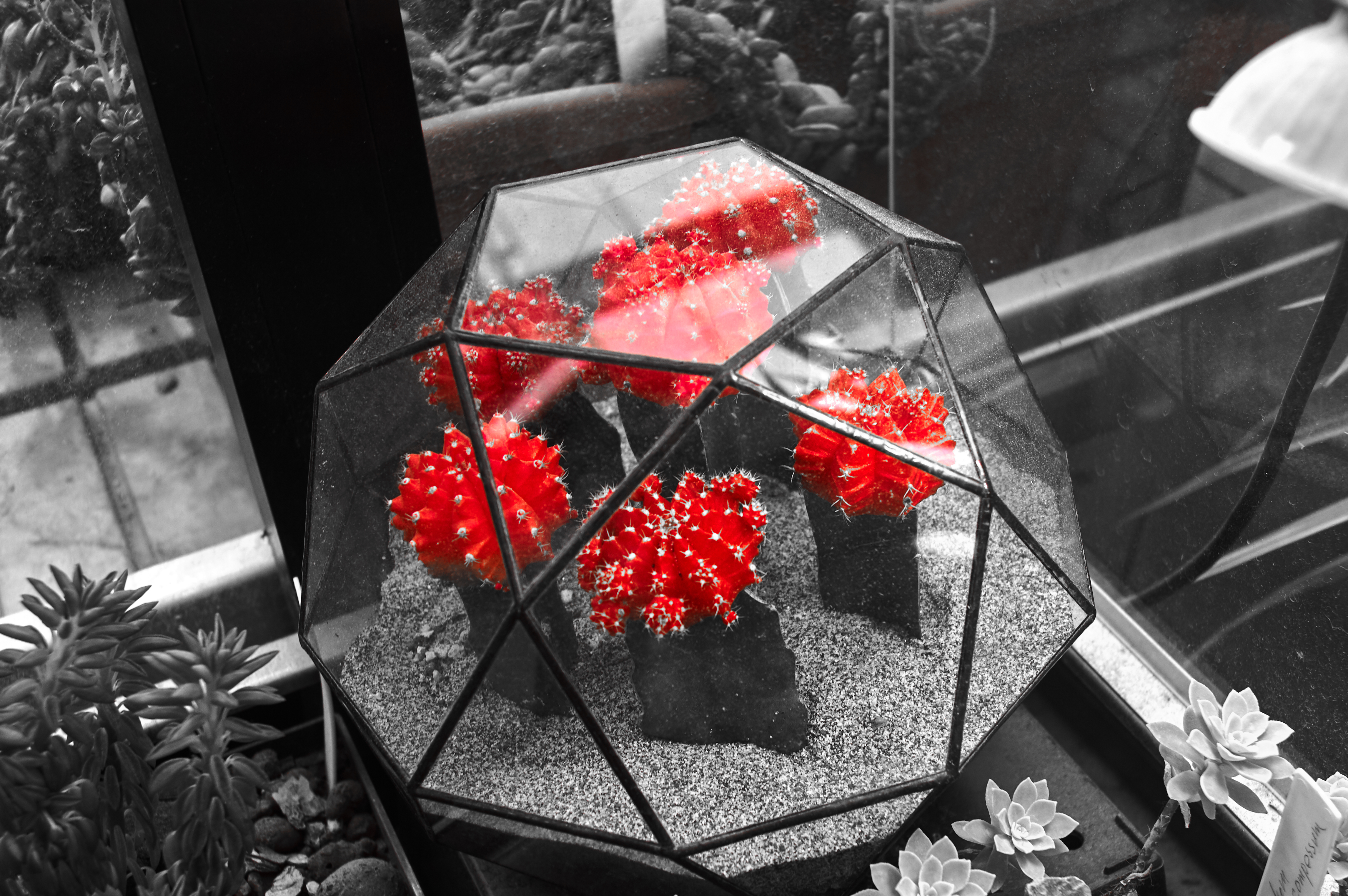 General 4582x3050 flowers red selective coloring plants