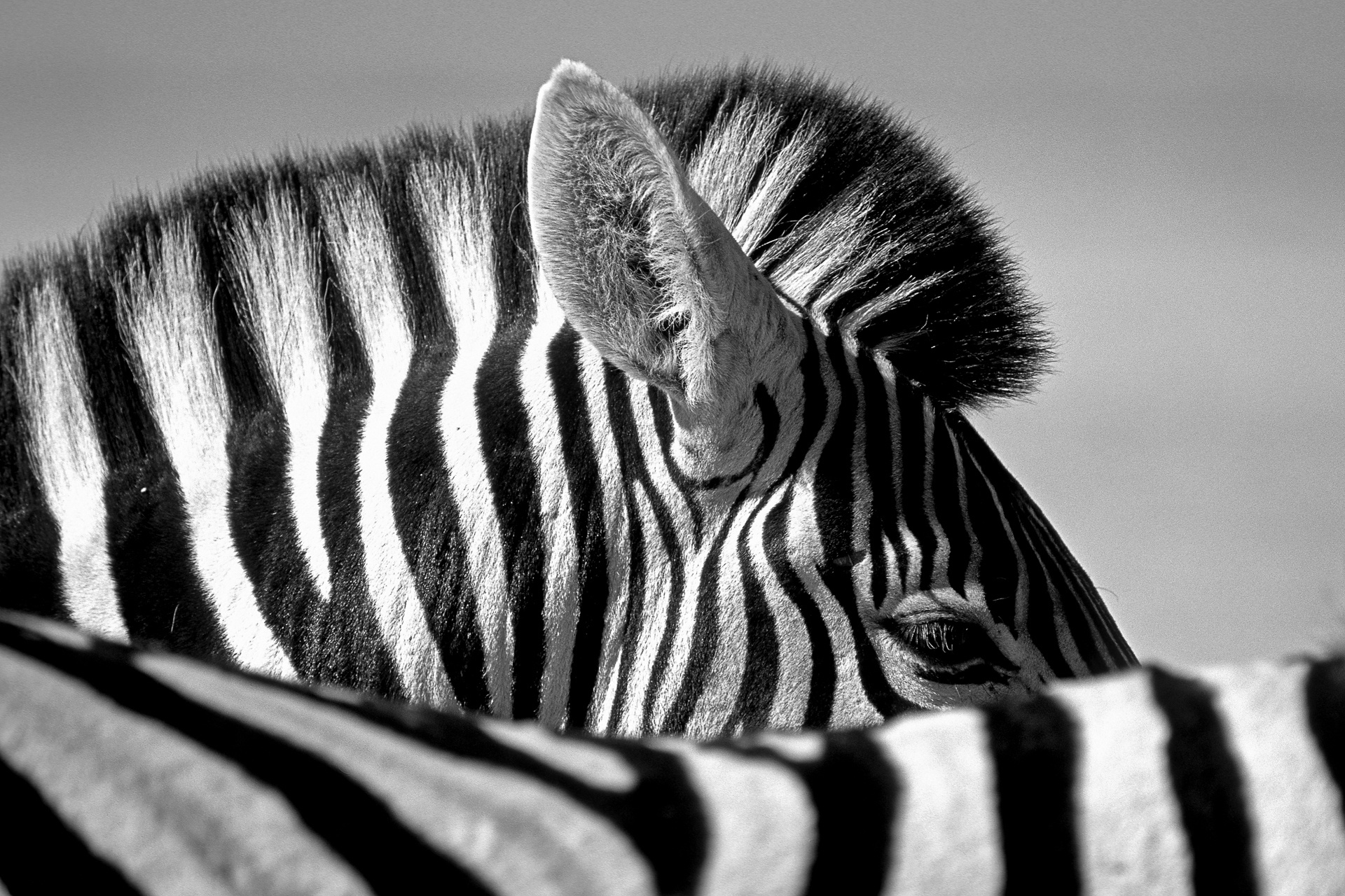 General 1920x1280 monochrome stripes zebras animals mammals