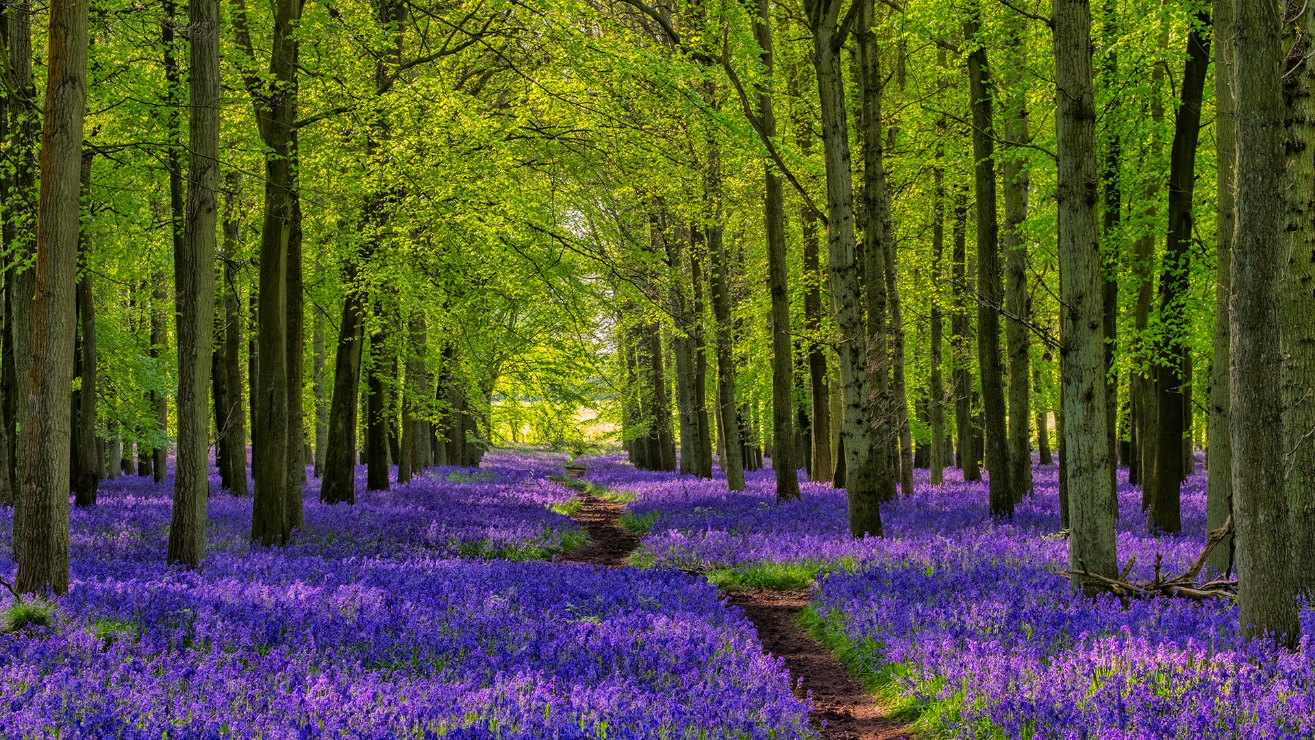 General 1920x1080 nature landscape trees forest plants walkway flowers purple flowers bluebells England UK path