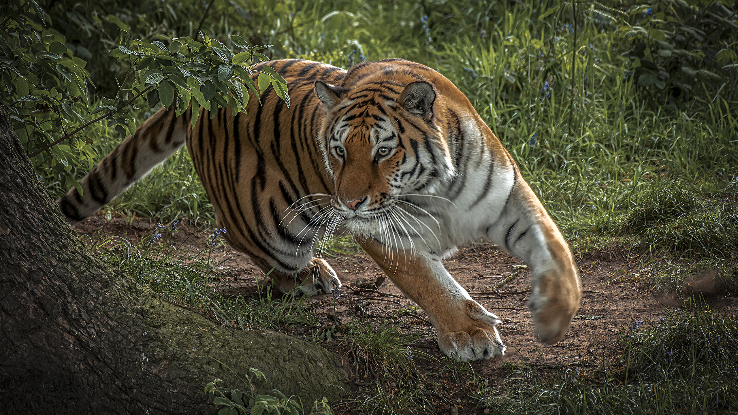 General 2560x1440 feline tiger wildlife big cats