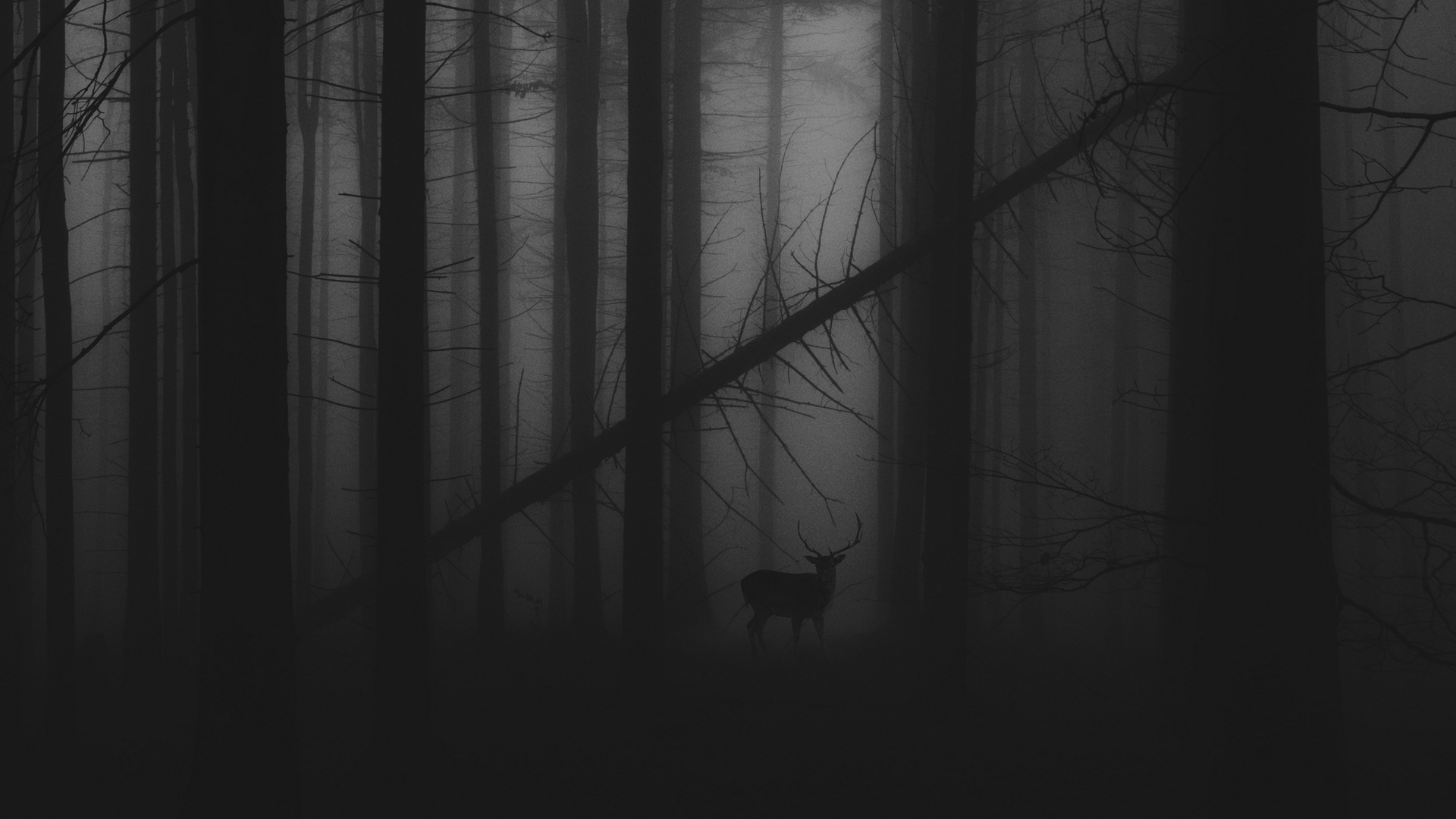 General 1920x1080 forest landscape trees deer monochrome mist