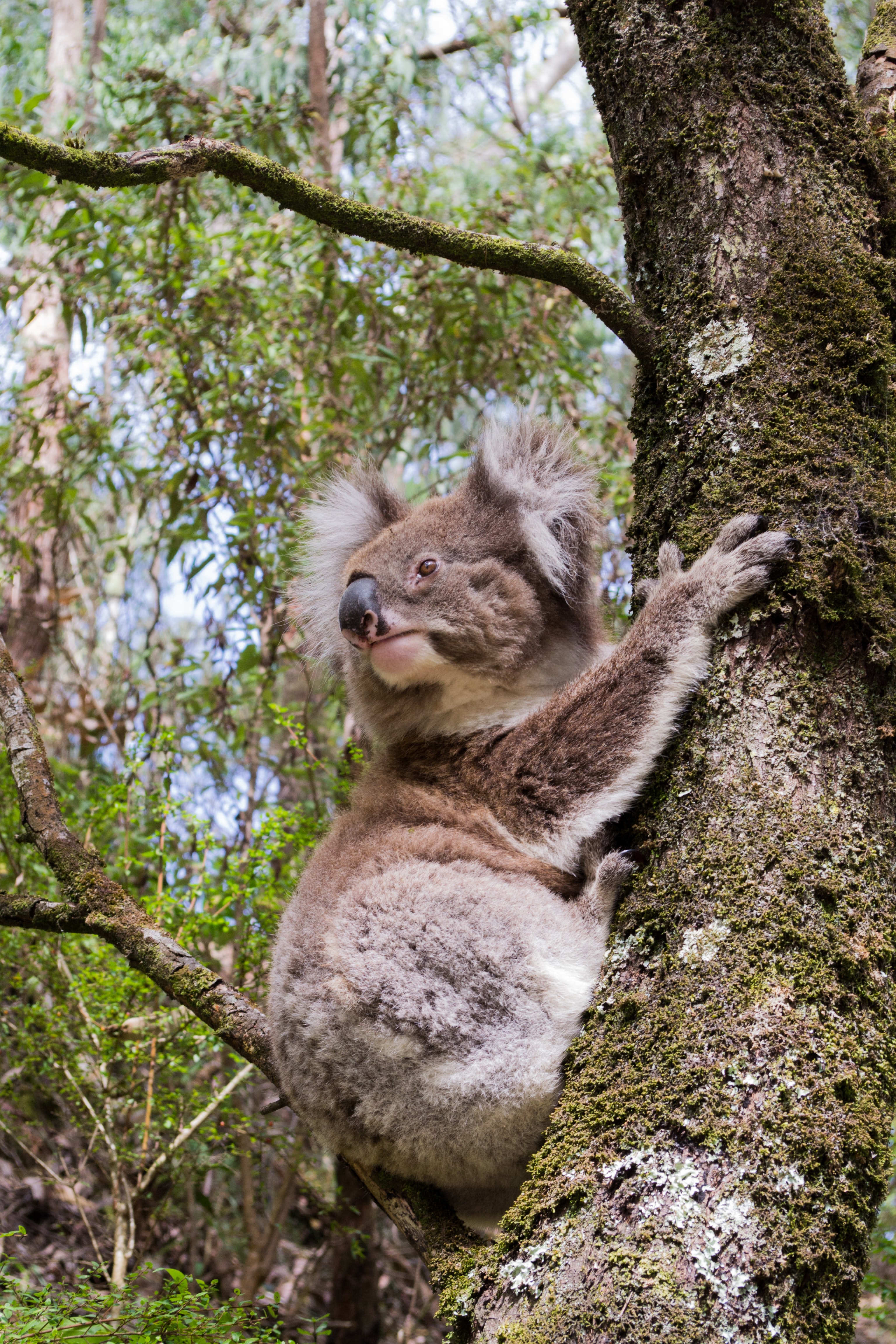General 3072x4608 koalas Australia forest nature animals