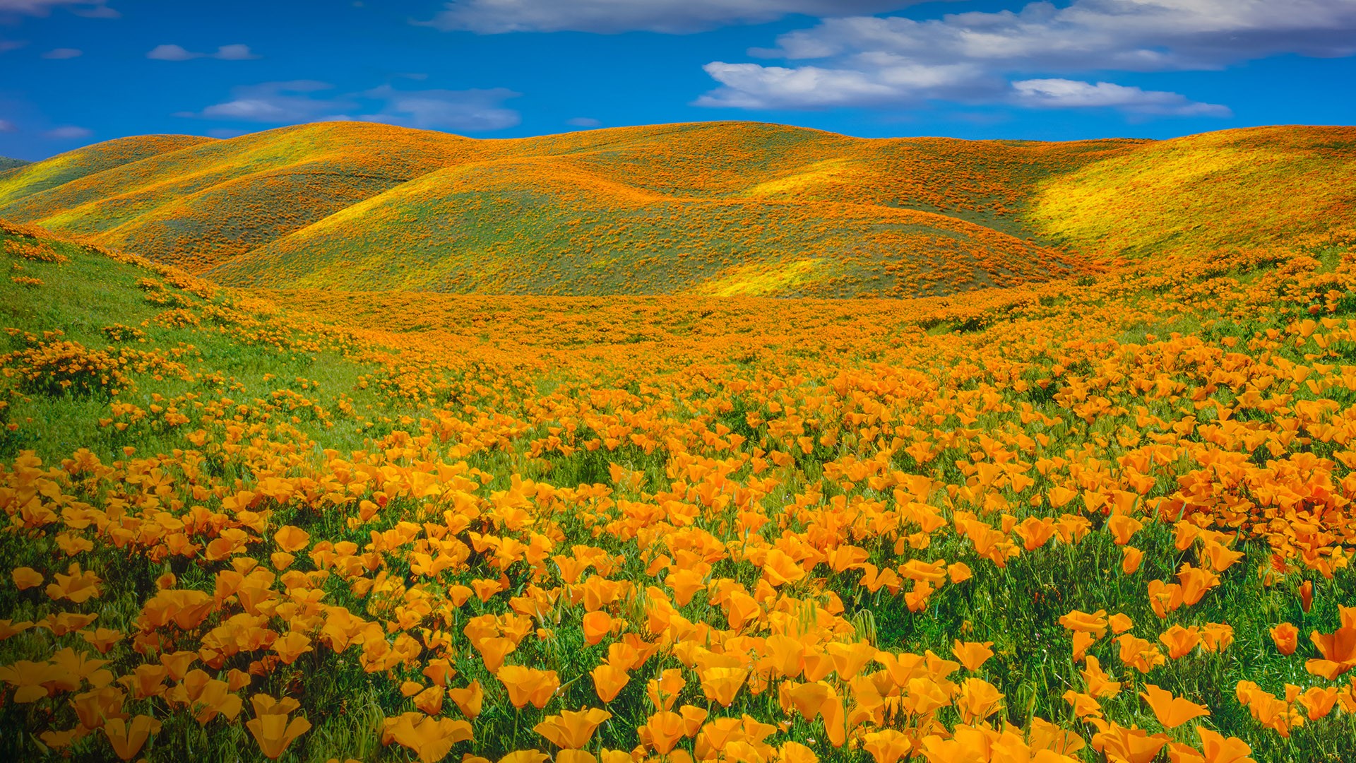 General 1920x1080 nature landscape sky clouds flowers hills plants yellow flowers spring California USA Antelope Valley
