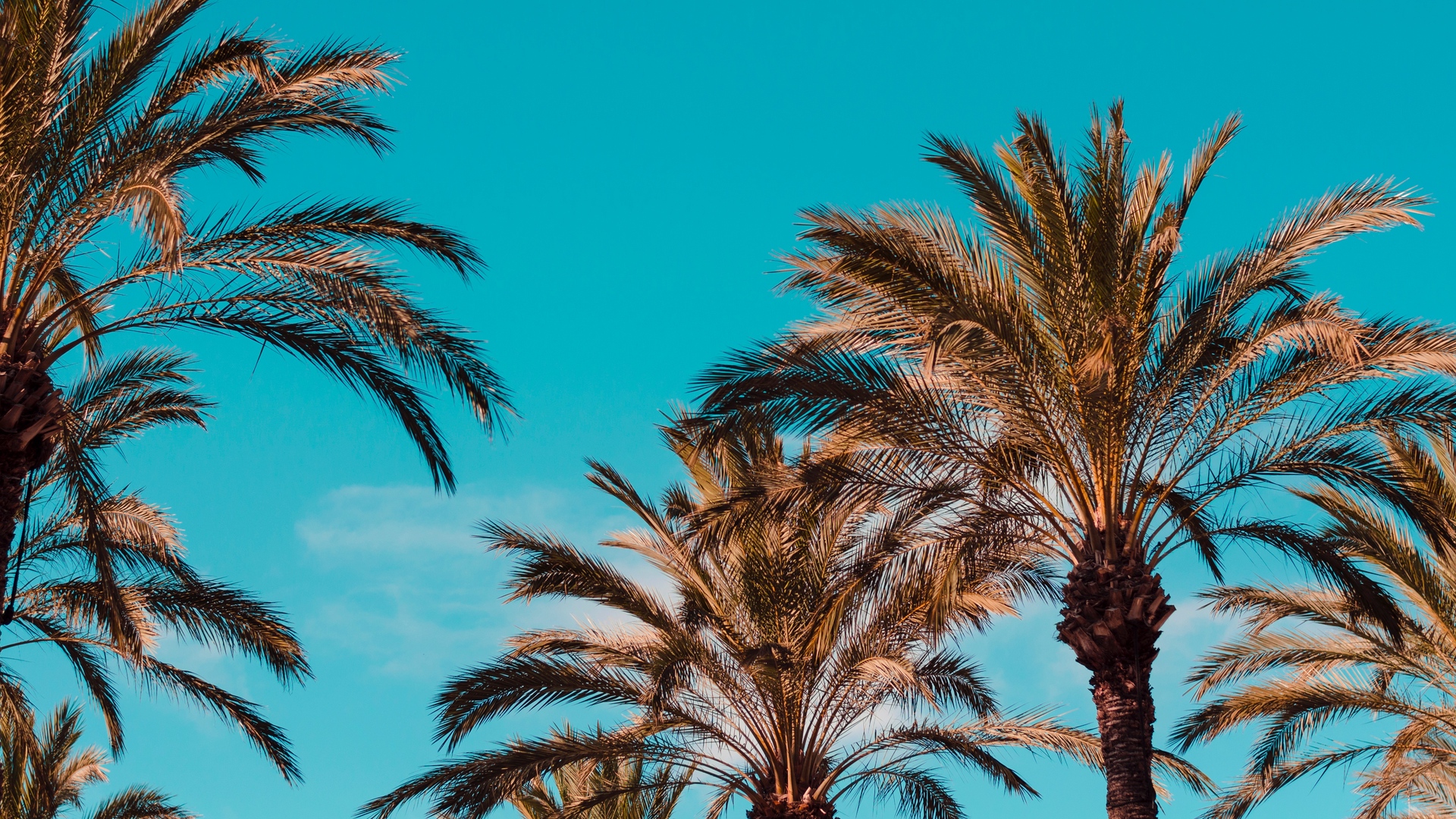 General 1920x1080 turquoise sky nature palm trees
