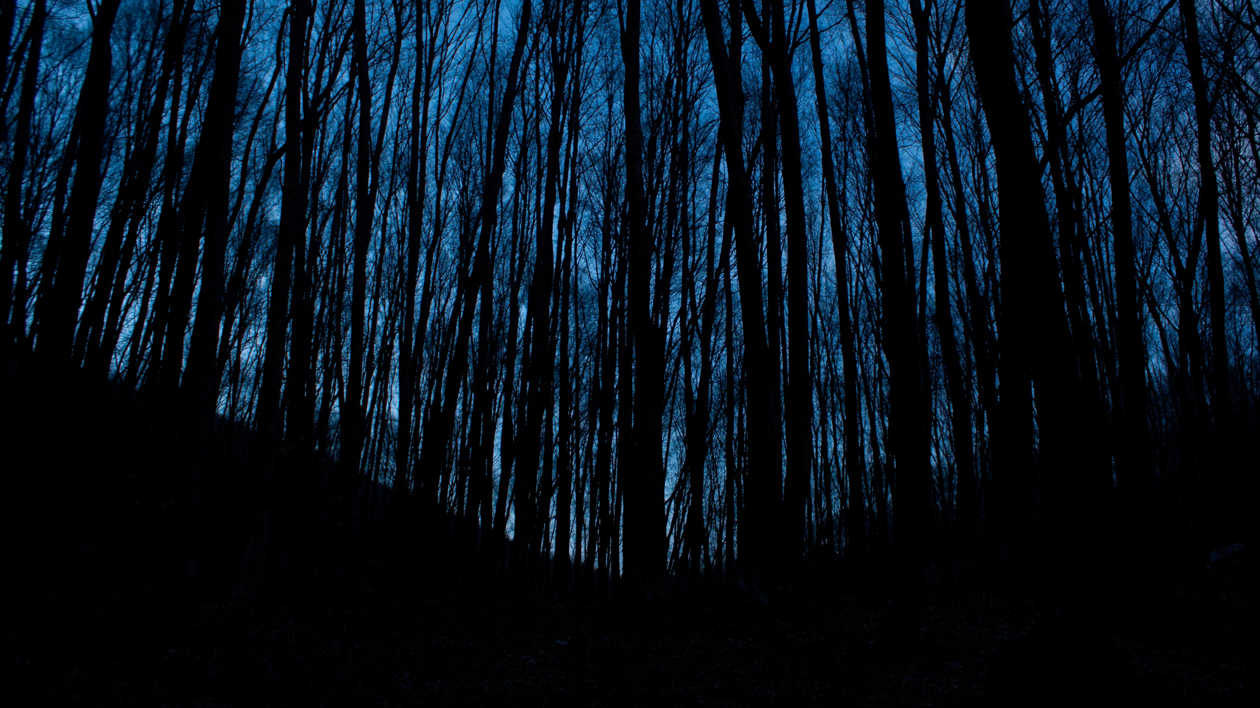General 2560x1440 photography forest silhouette night dark blue trees spooky