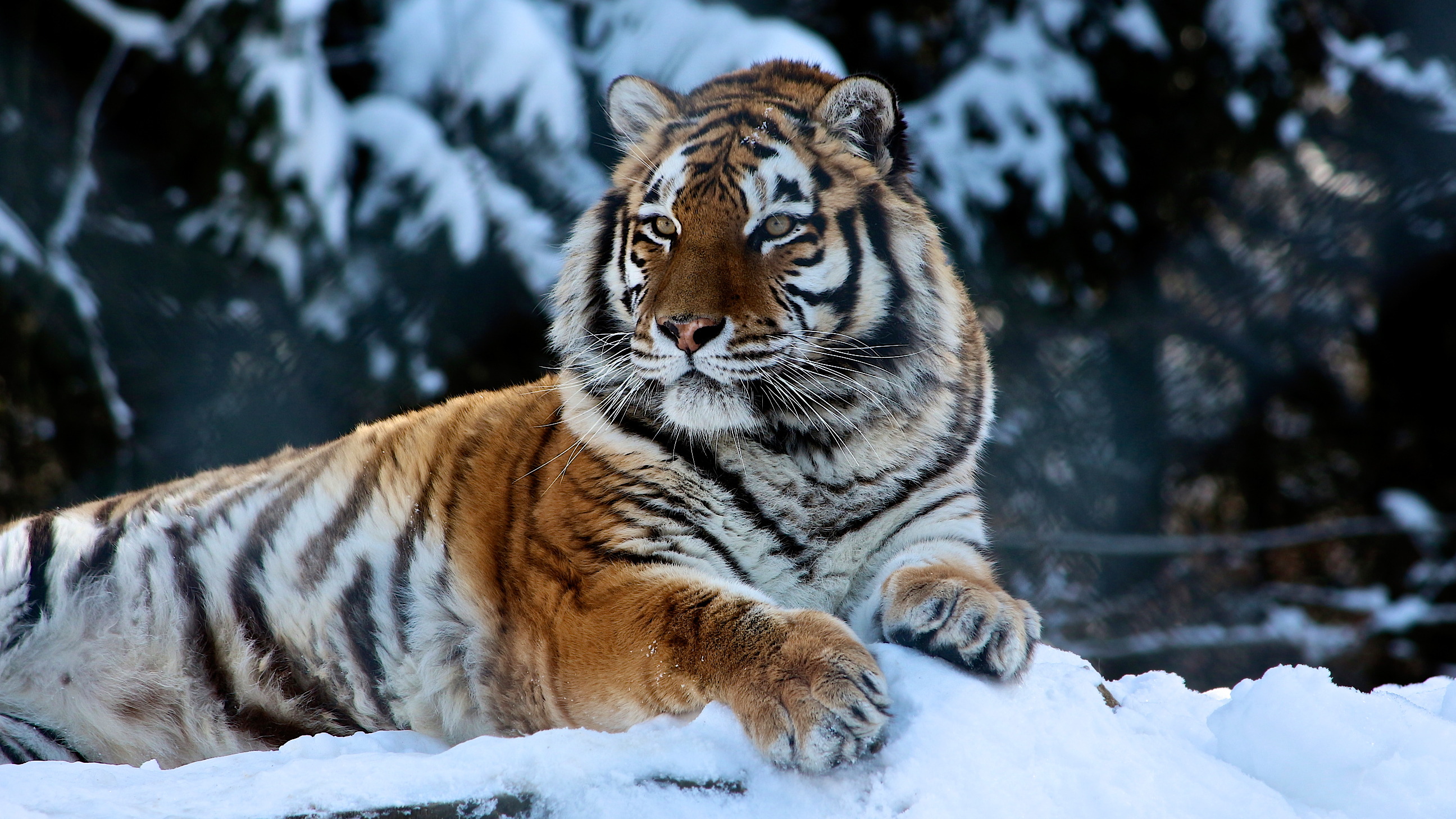 General 2592x1458 animals tiger feline big cats mammals cat eyes outdoors whiskers winter snow stripes nature fur blurry background