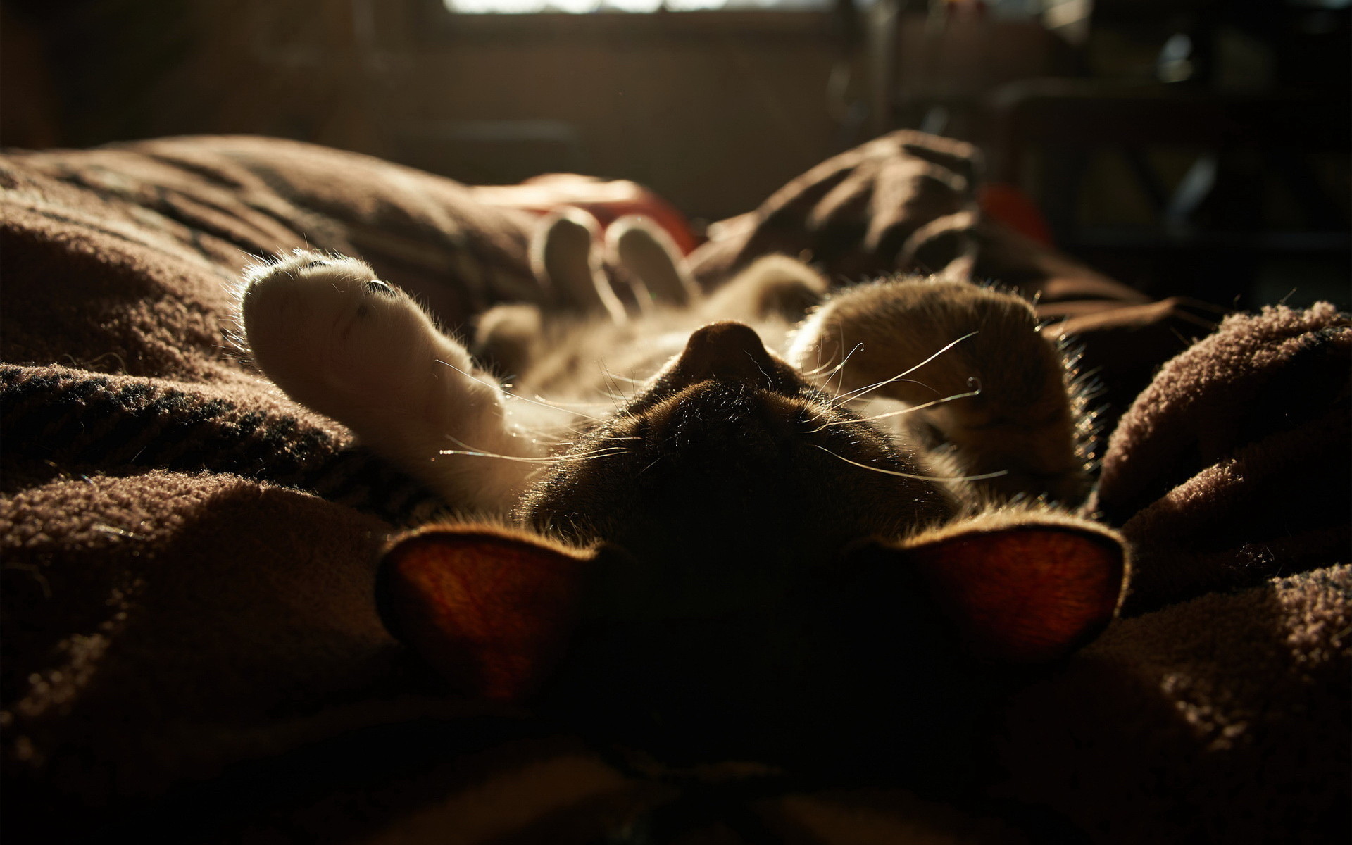 General 1920x1200 animals cats feline mammals lying on back sleeping whiskers indoors low light closeup depth of field blurred blurry background sunlight lying down fur