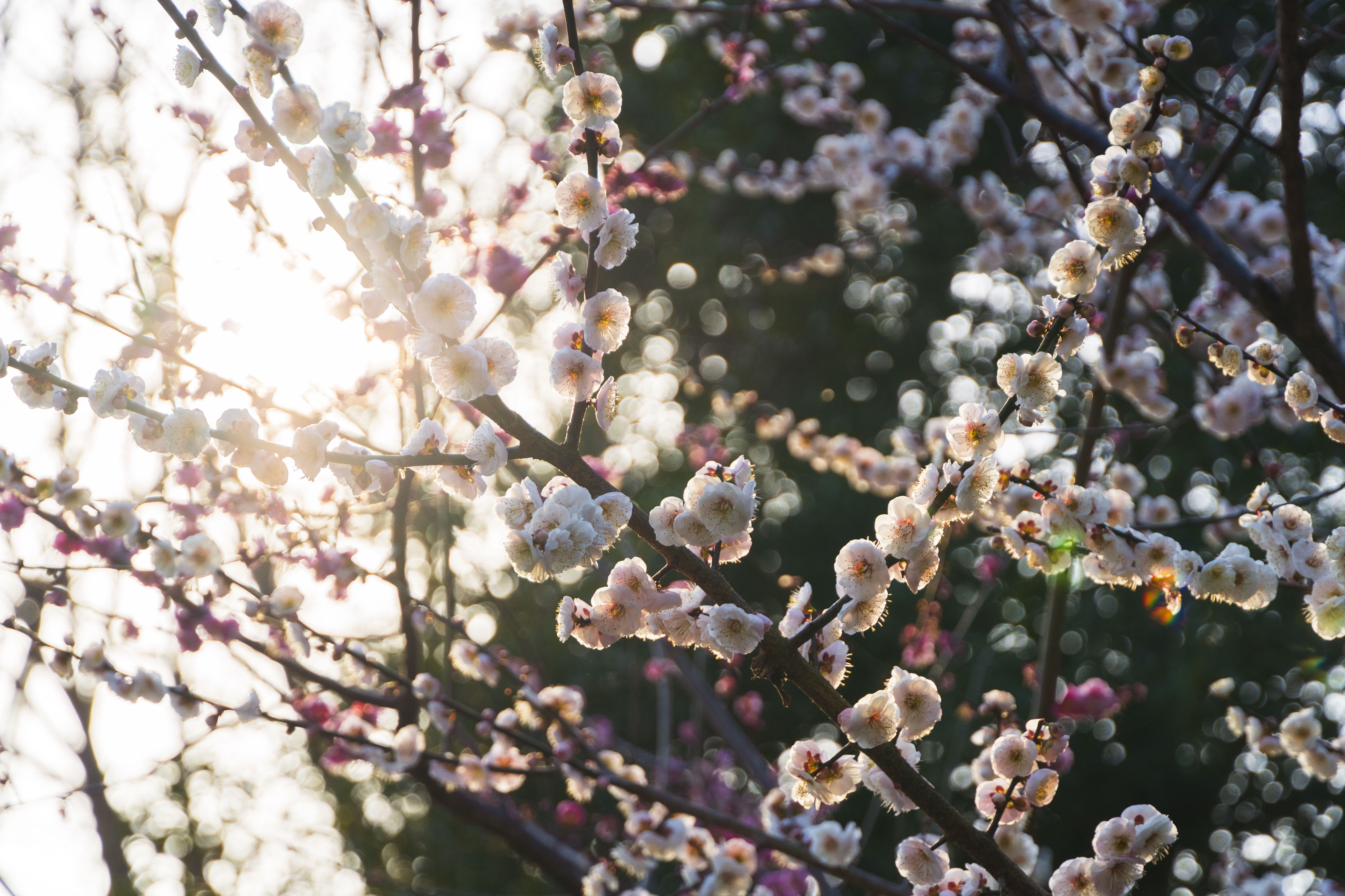 General 6000x4000 spring peach blossom sunlight flowers nature branch