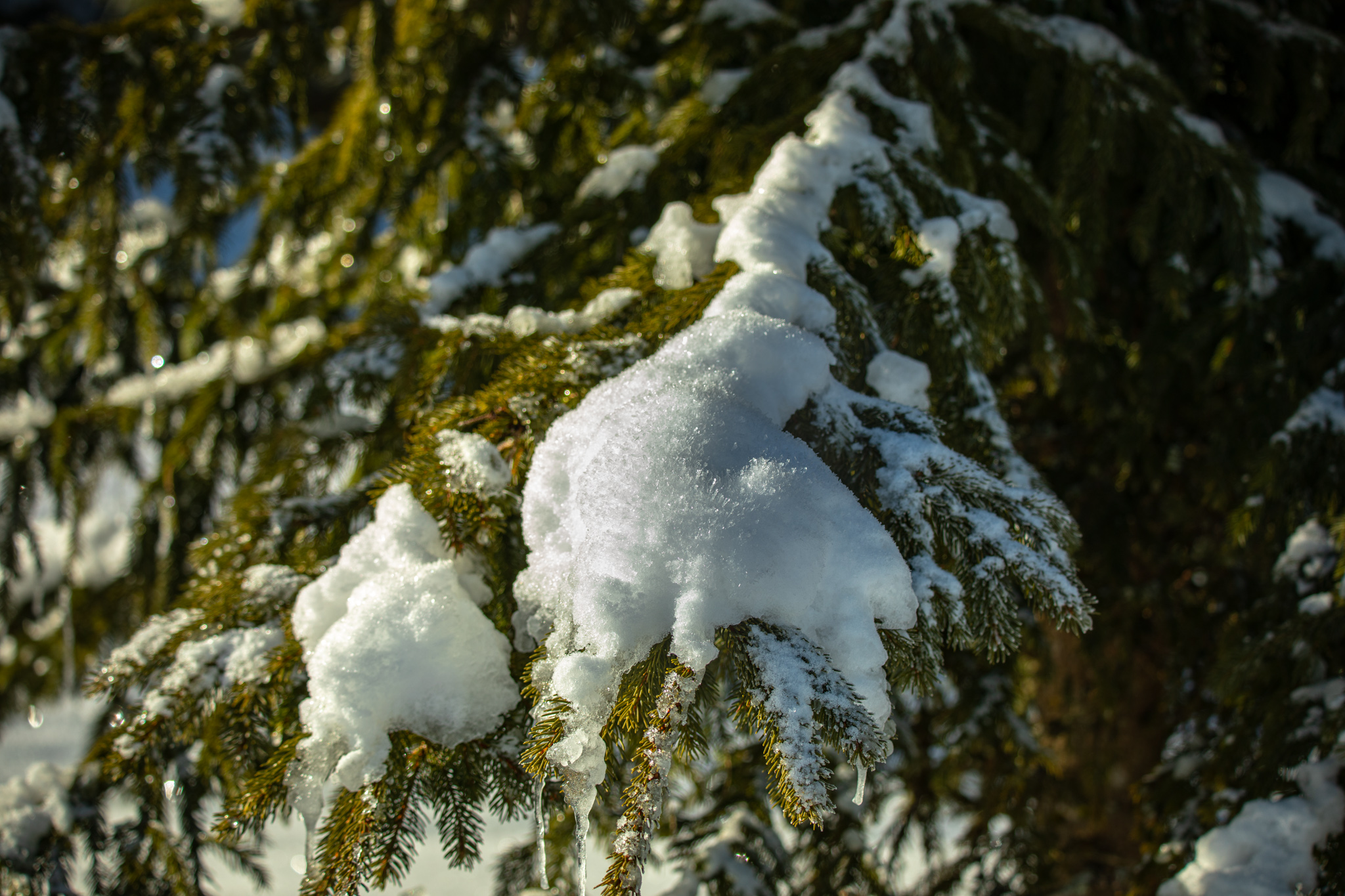 General 2048x1365 photography trees snow ice pine needles outdoors plants greenery nature closeup