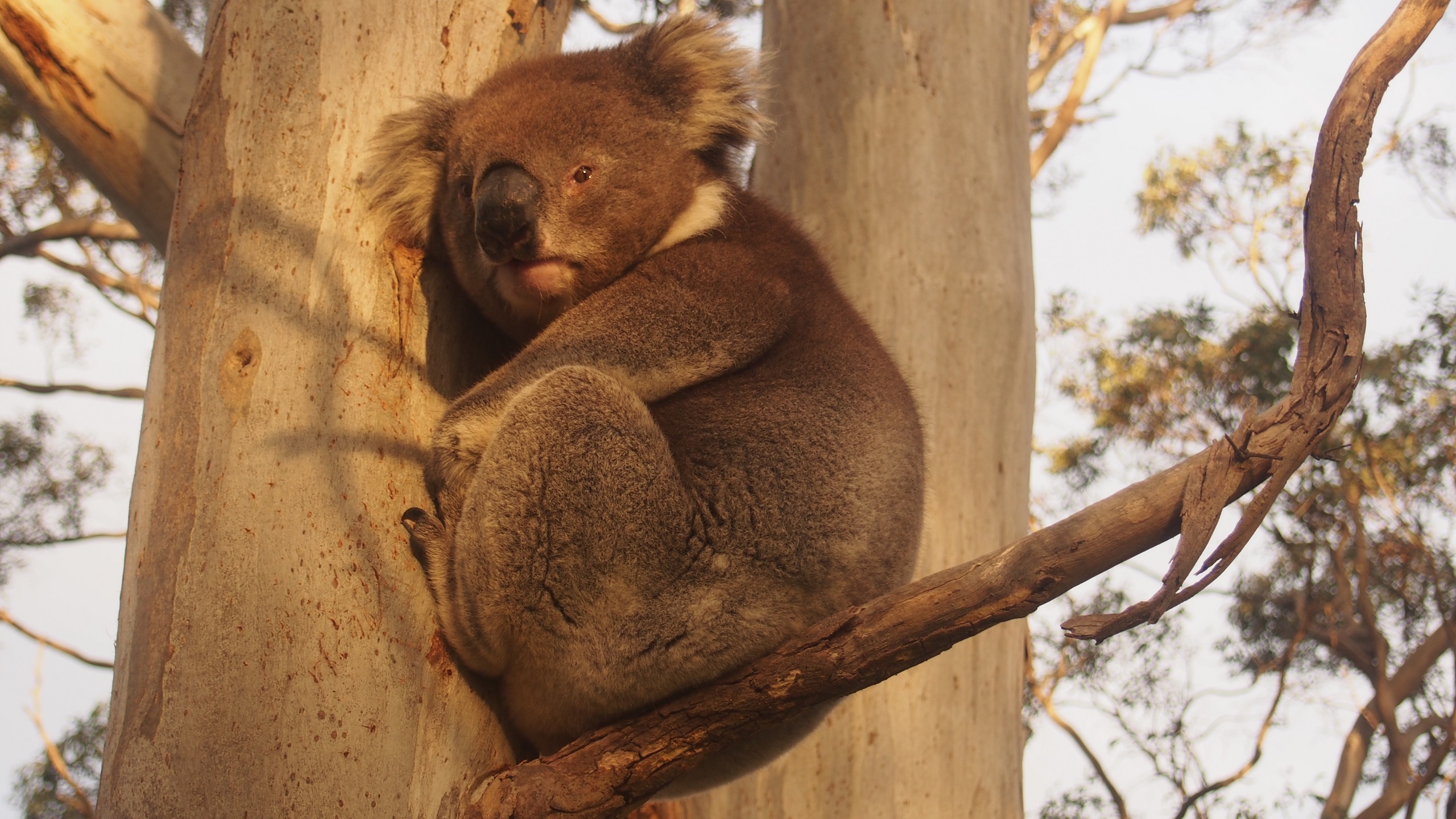 General 2560x1440 koalas Australia south australia wildlife nature marsupial outdoors trees branch animals closeup