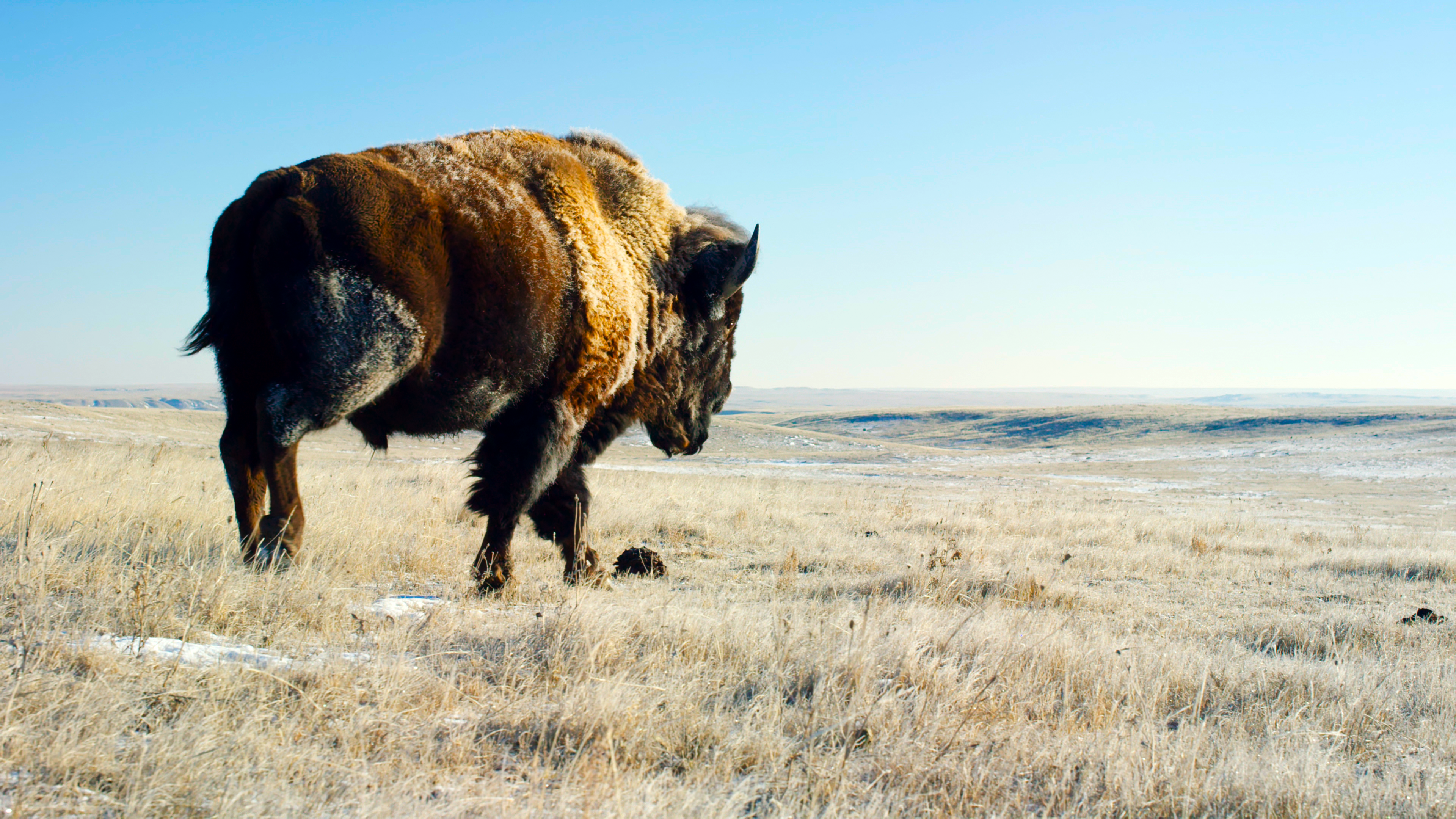 General 3840x2160 Planet Earth II TV series film stills BBC bison grass sky animals horns nature