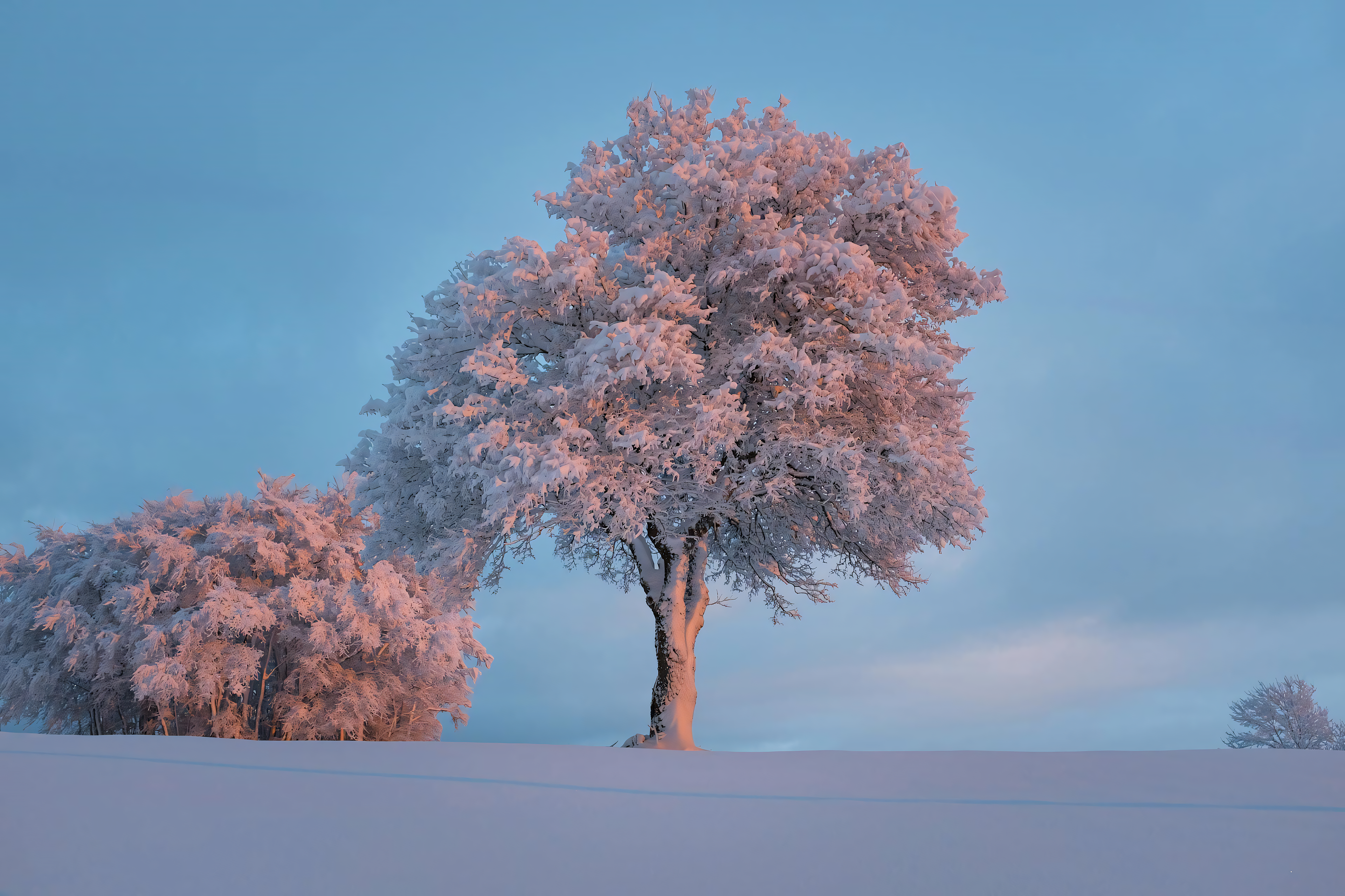 General 3840x2560 white pink trees snow clear sky clouds nature bright