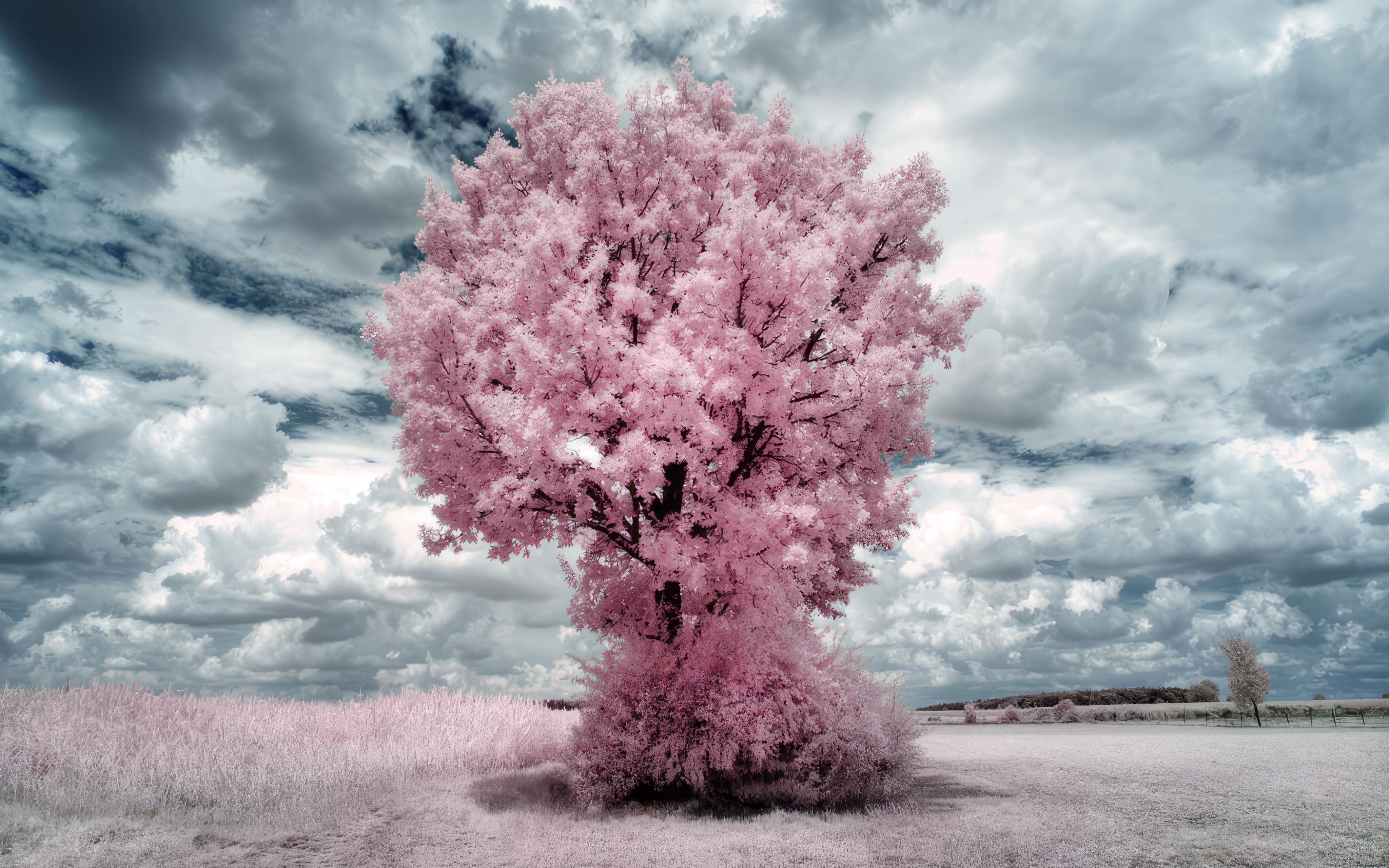General 4096x2560 trees pink clouds infrared surreal white pastel