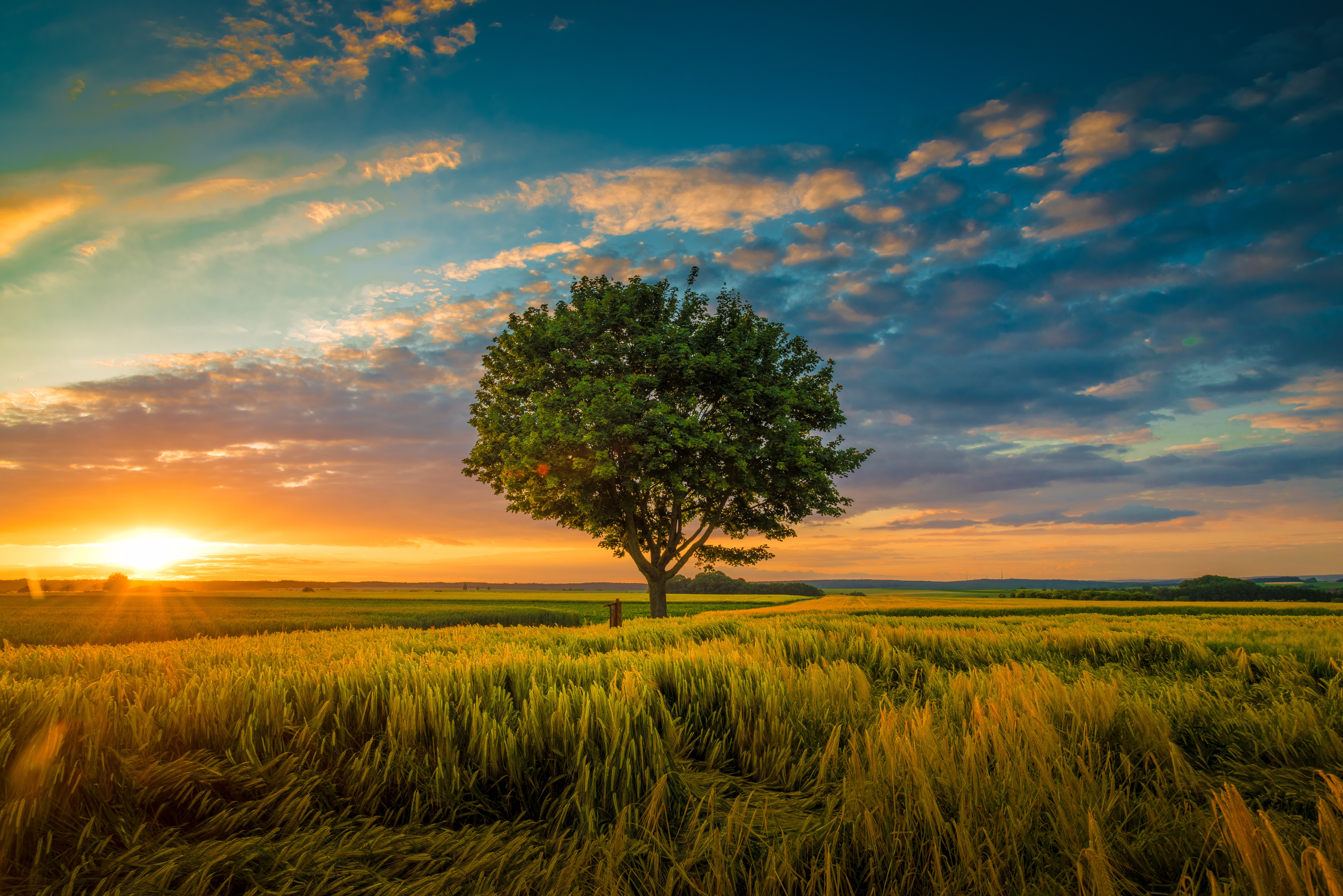 General 7087x4730 tree bark trees grass golden hour sky clouds sunset nature wide angle