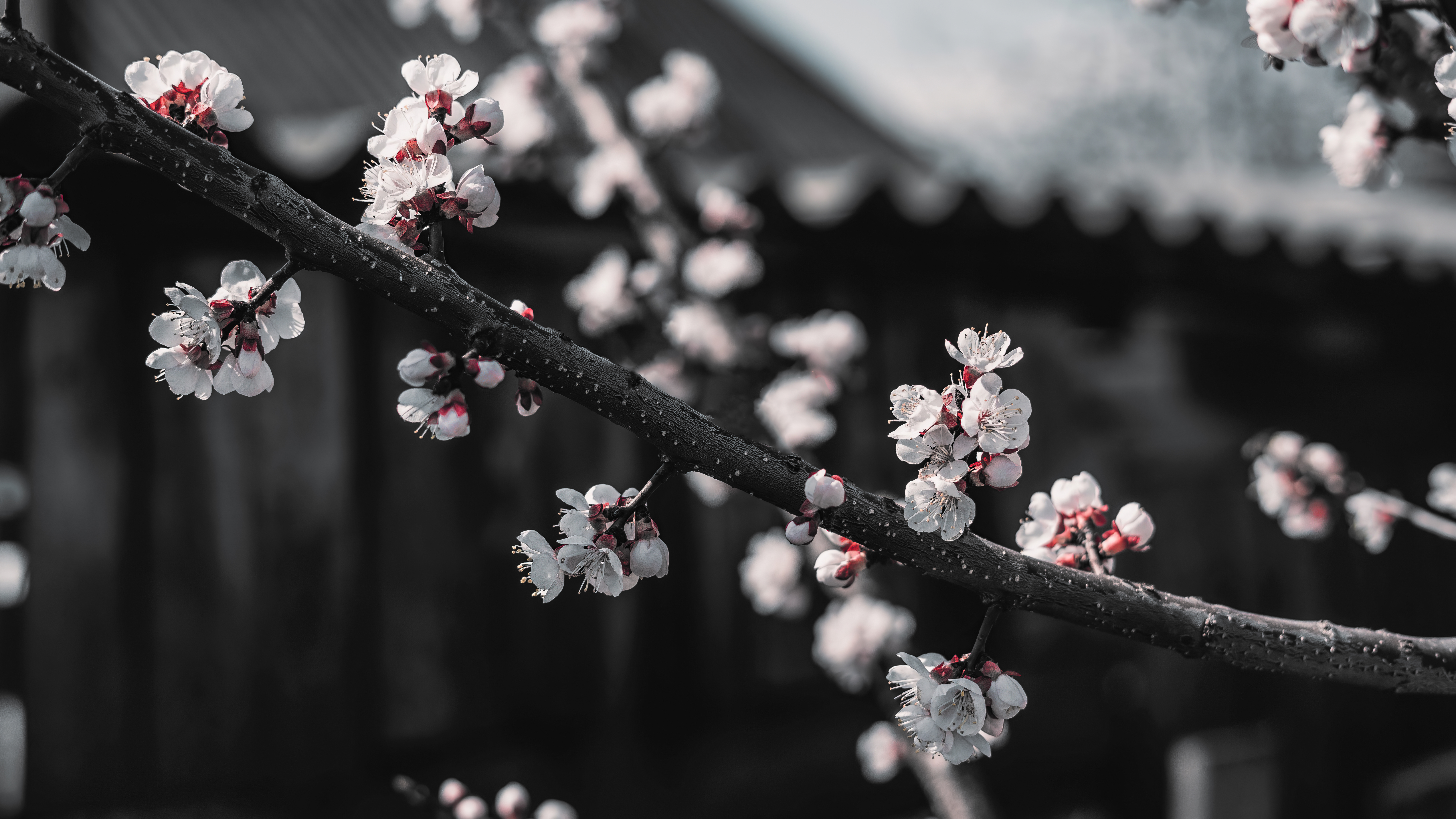 General 8000x4500 cherry blossom red black white selective coloring branch macro