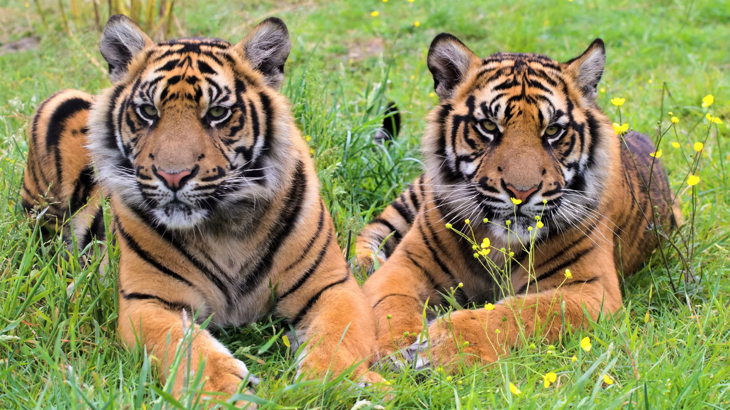General 2560x1440 animals tiger big cats mammals