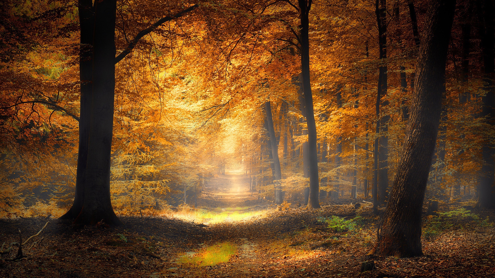 General 2048x1152 nature outdoors fall trees sunlight