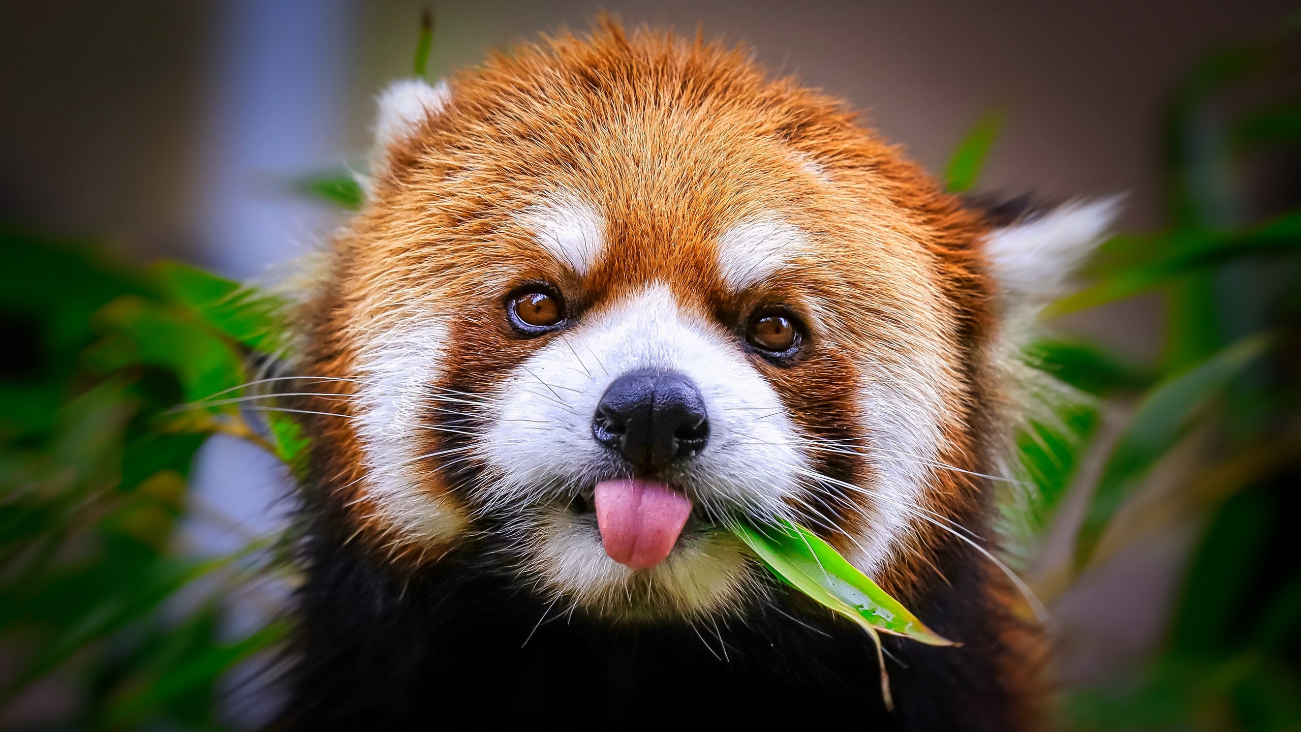 General 2560x1440 red panda tongues tongue out animals mammals closeup