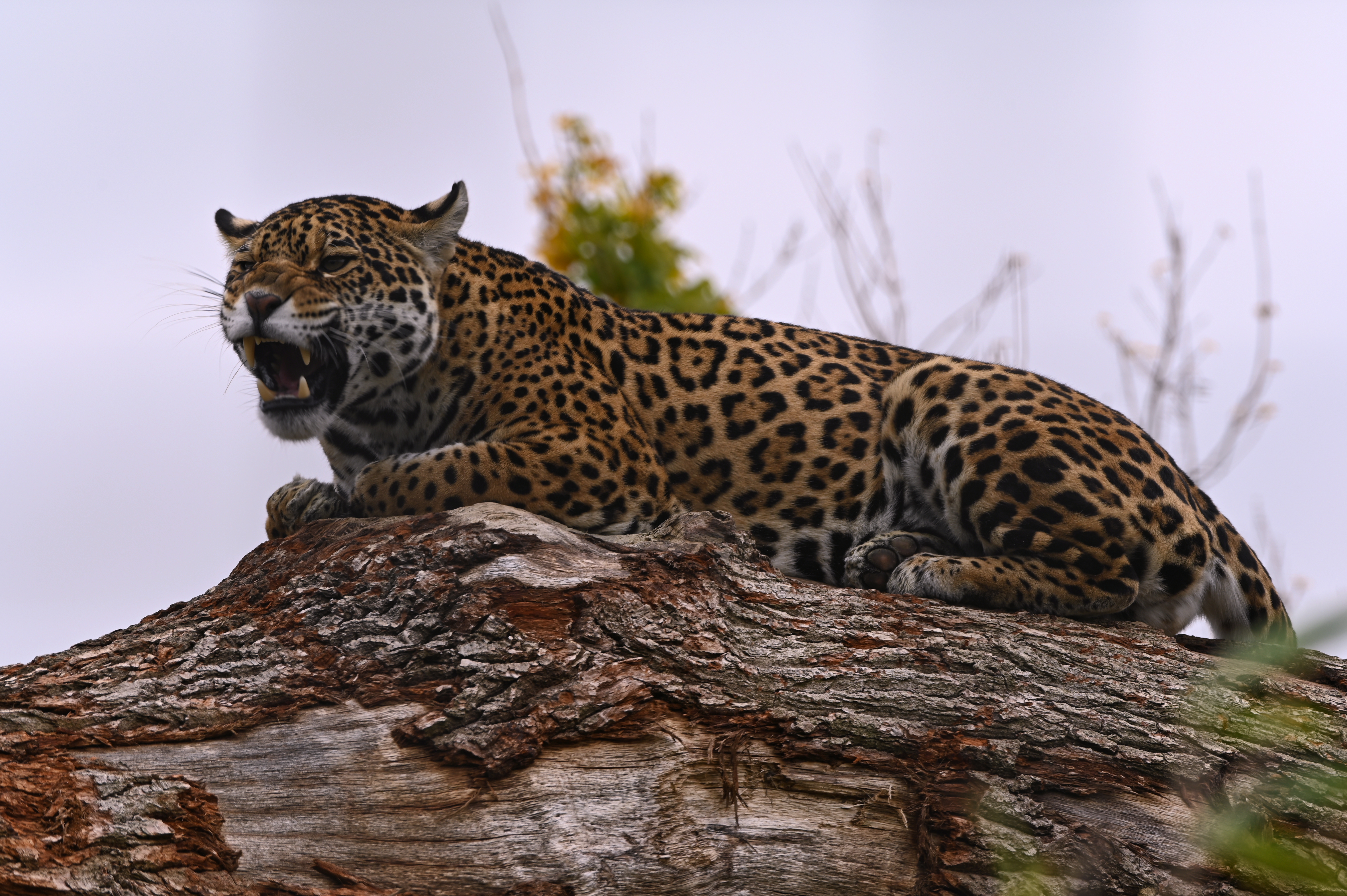 General 6048x4024 wildlife nature feline big cats mammals jaguars