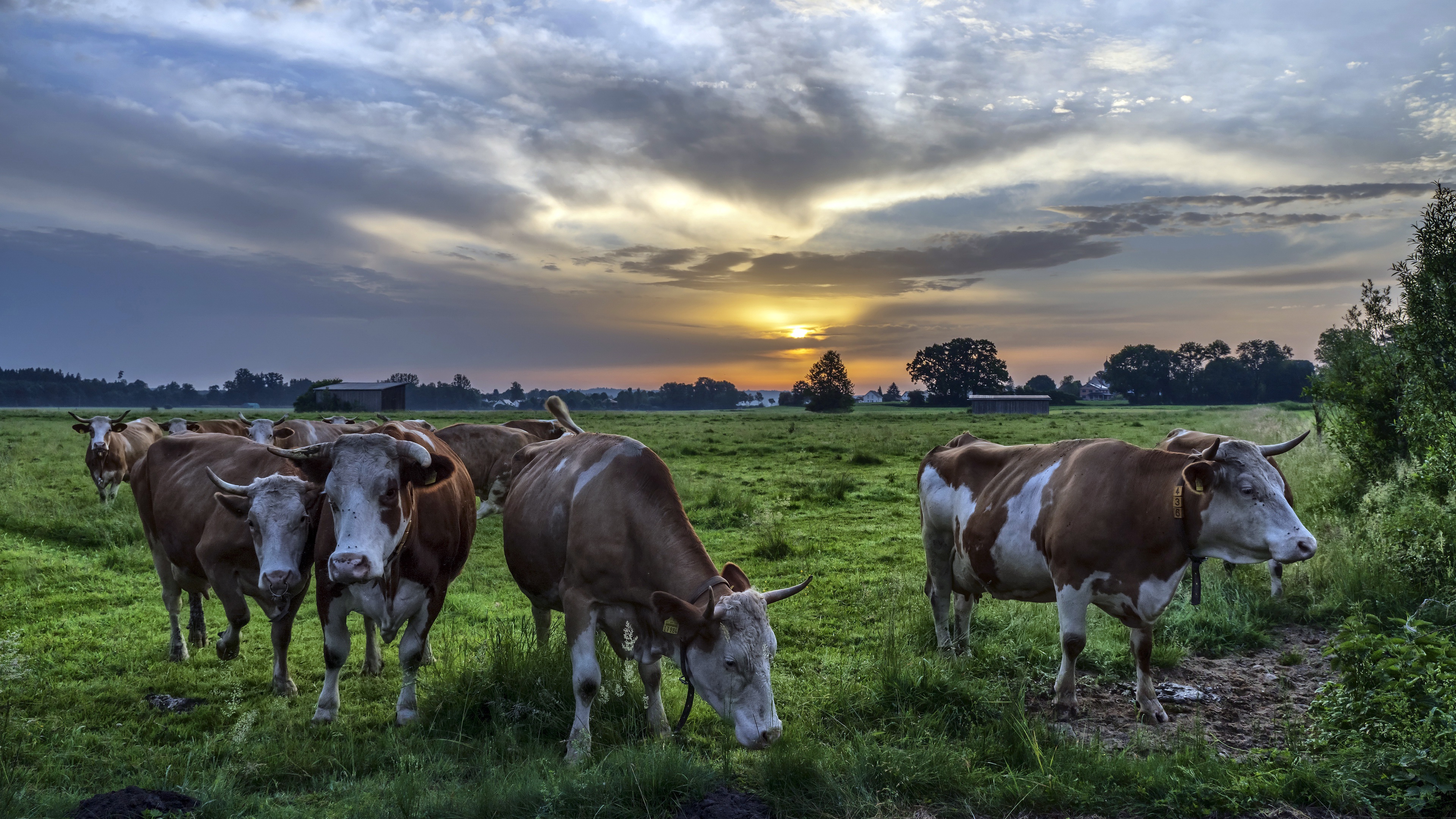 General 3840x2160 animals mammals cow field clouds outdoors nature