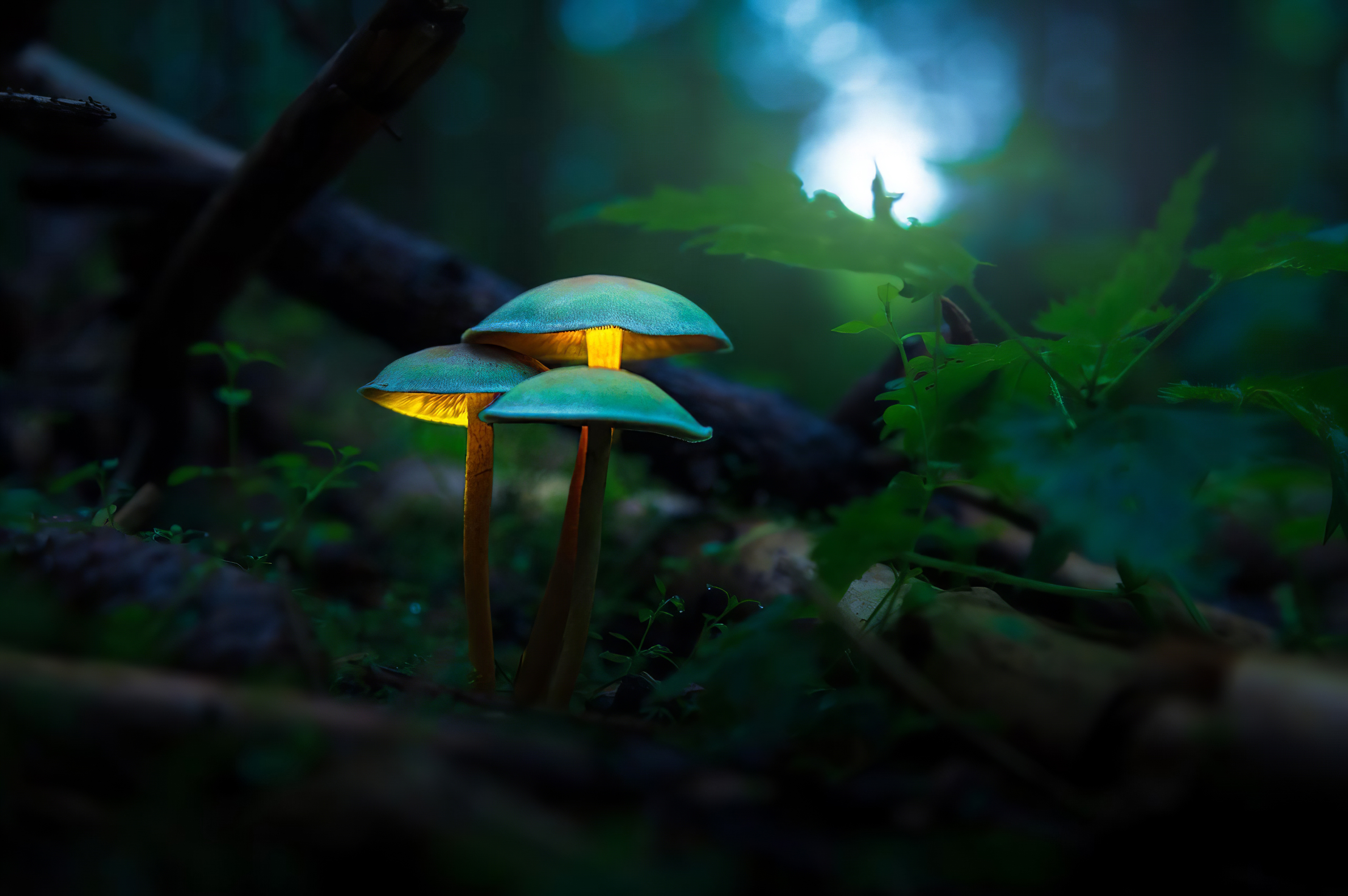 General 3840x2553 mushroom forest macro blurred depth of field glowing photography