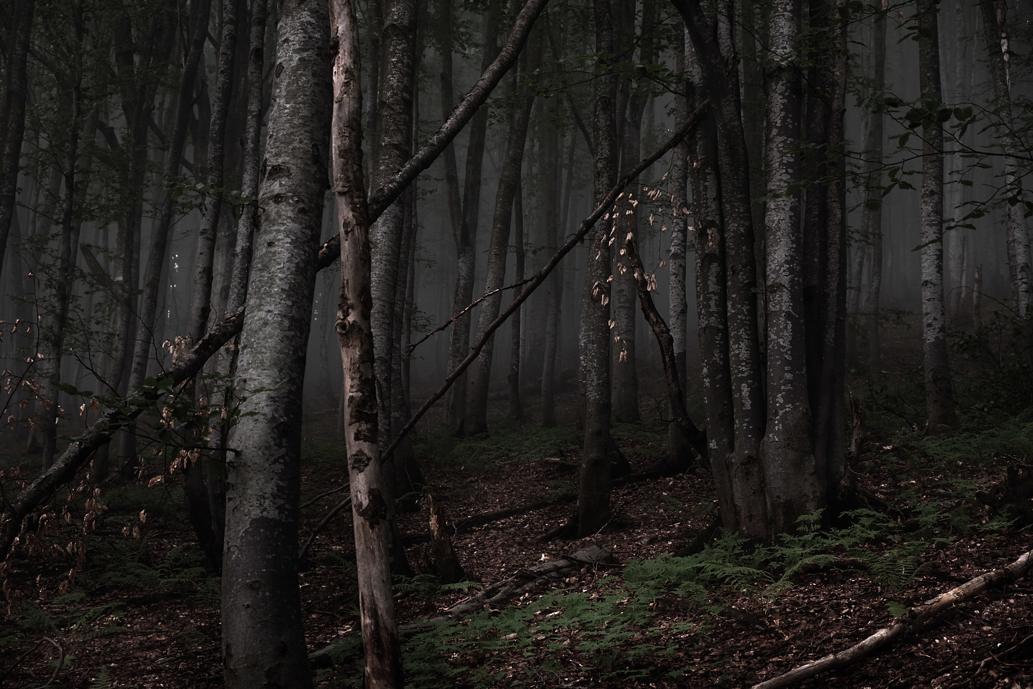 General 2048x1365 dark forest trees photography nature mist
