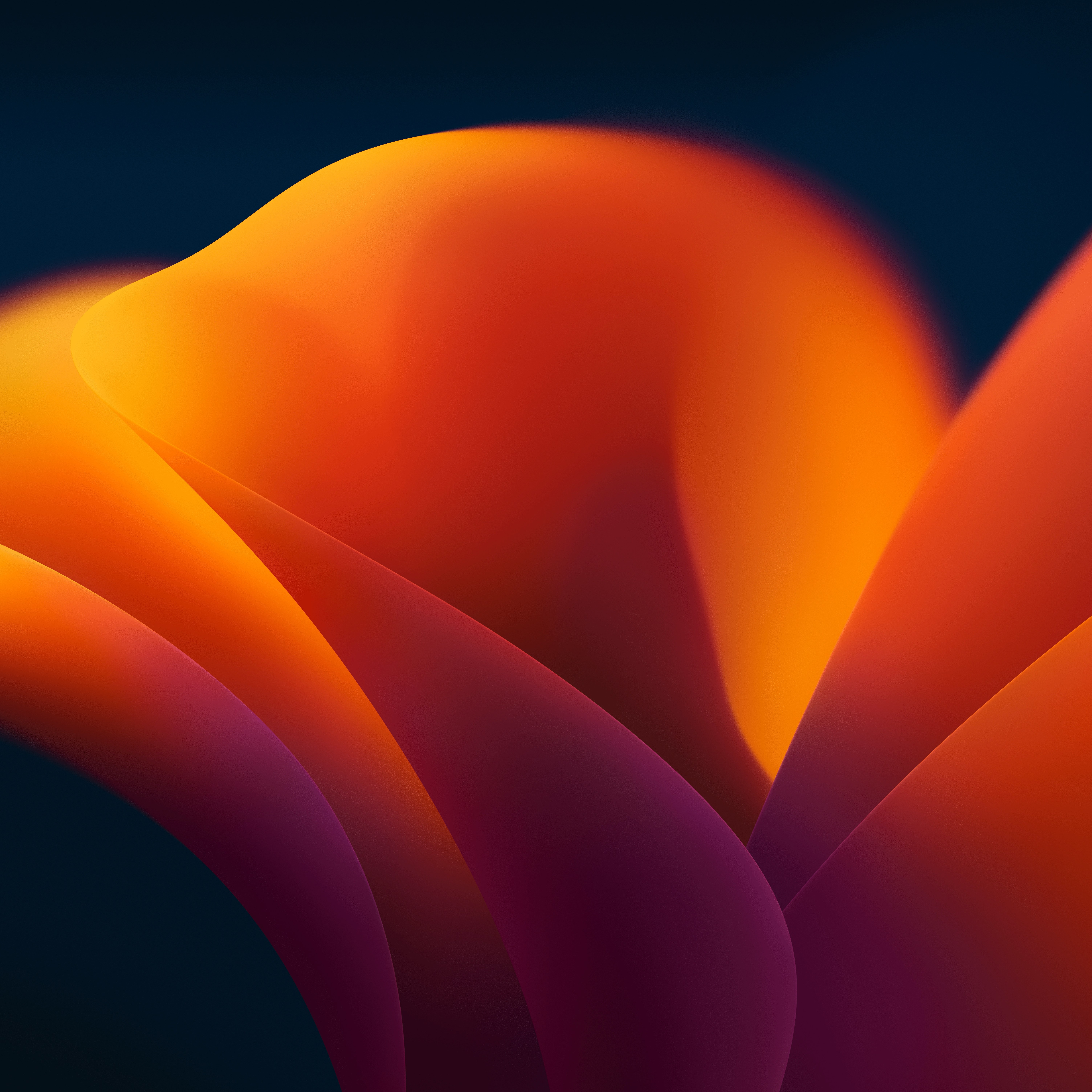 General 6016x6016 colorful orange background flowers blossoms plants dark background macOS MacOS Ventura abstract digital art