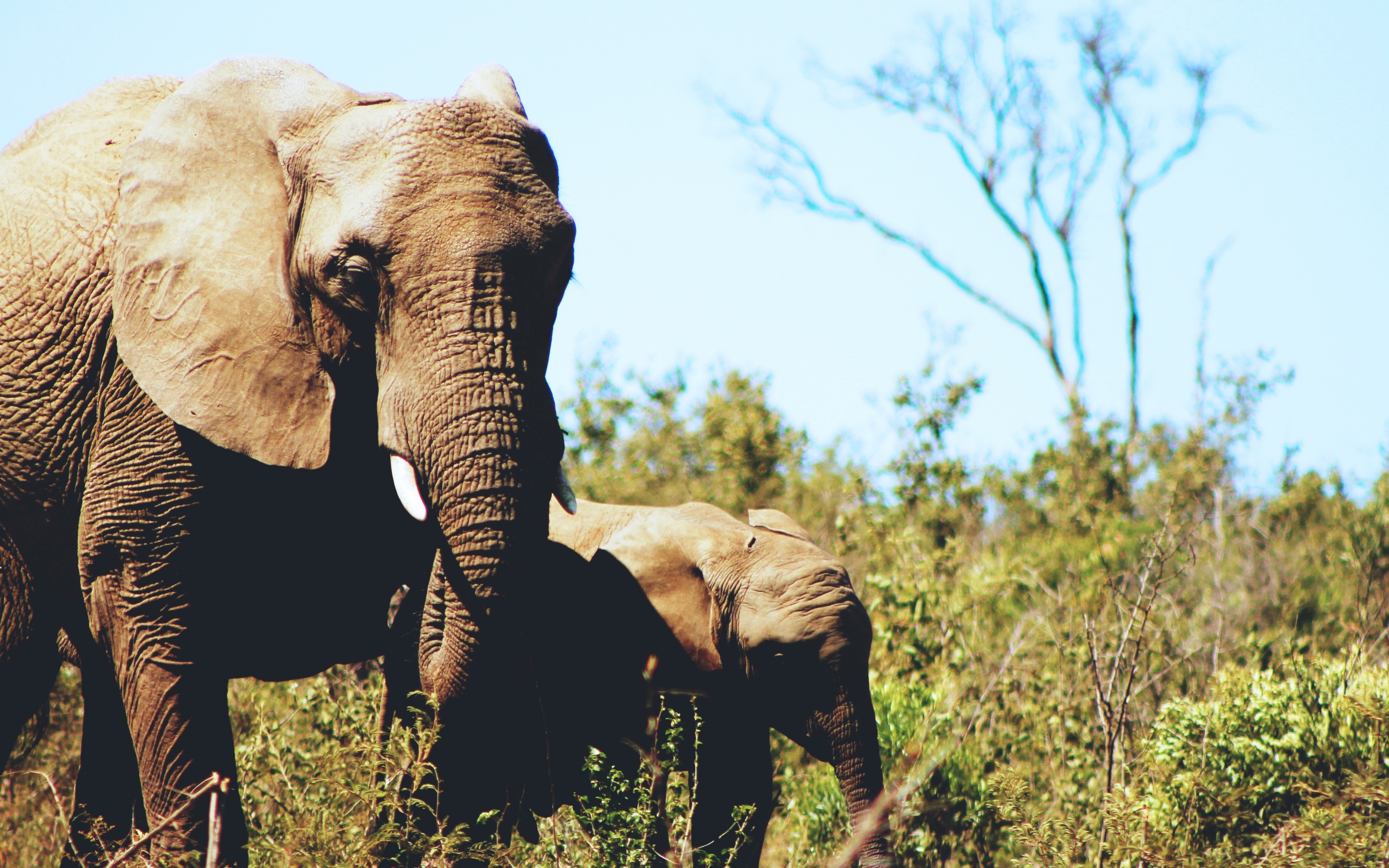 General 3840x2400 wildlife landscape Africa animals elephant