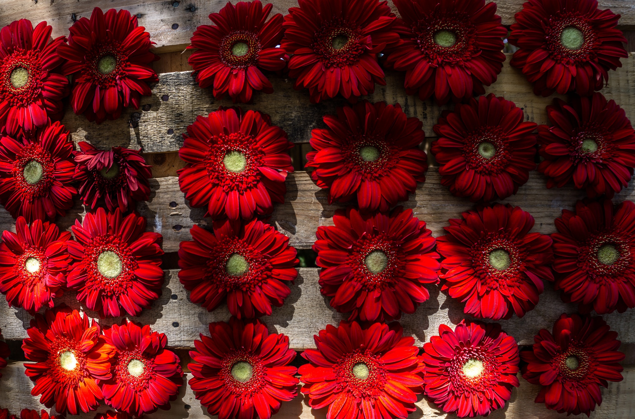General 2048x1352 red flowers flowers plants