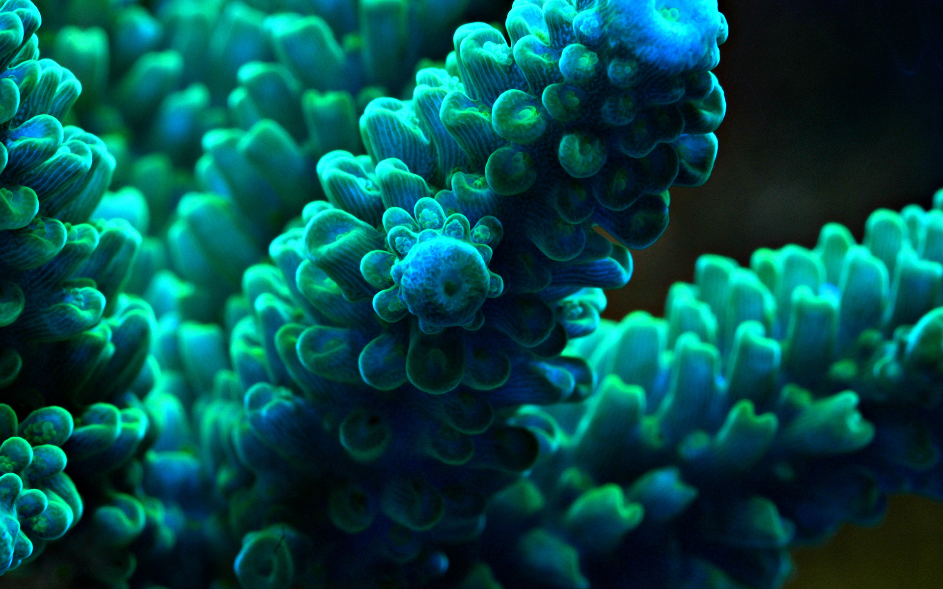 General 1920x1200 sea sea anemones underwater macro turquoise blue green