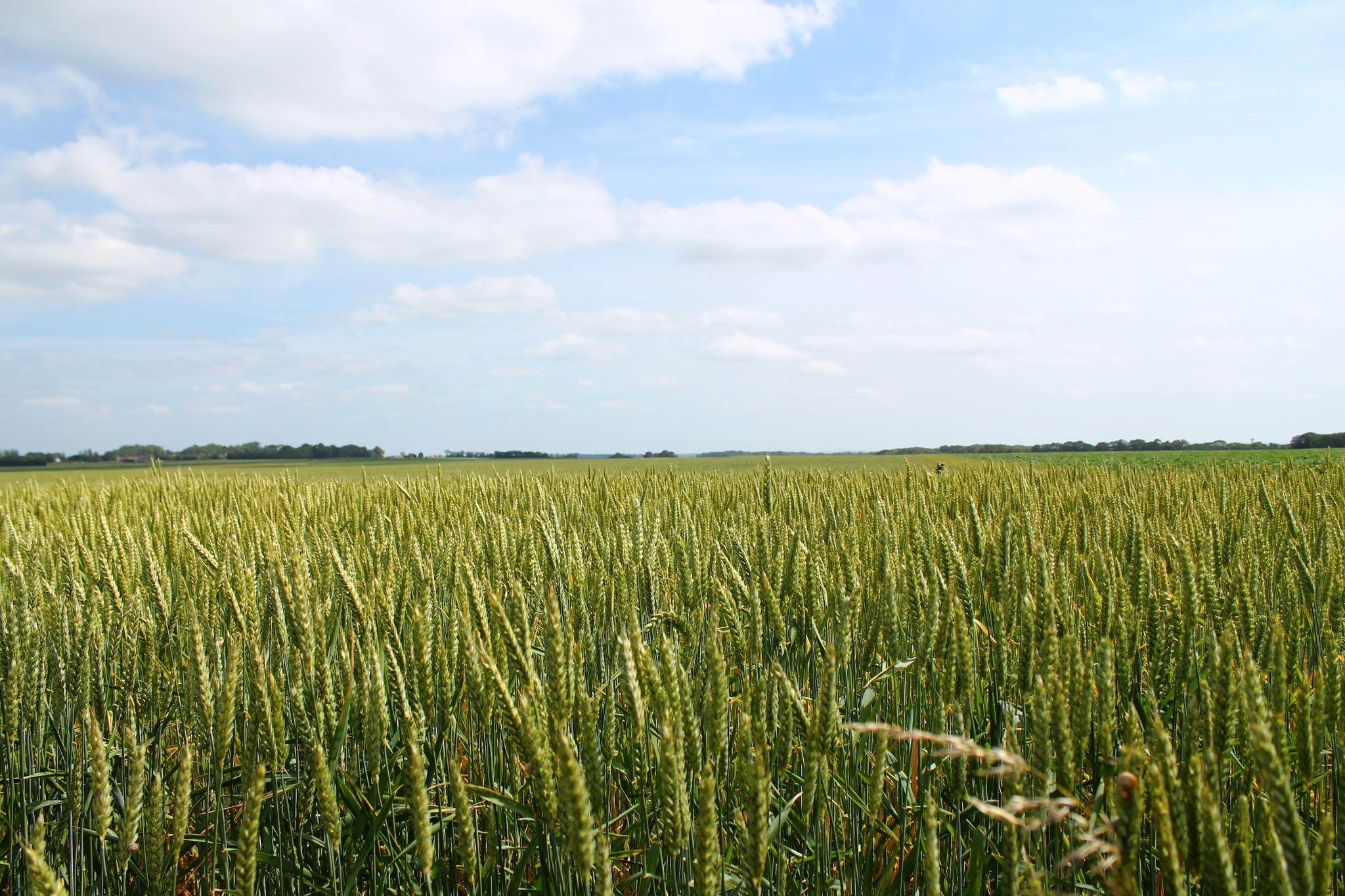 General 2048x1365 wheat field farm Agro (Plants) outdoors landscape