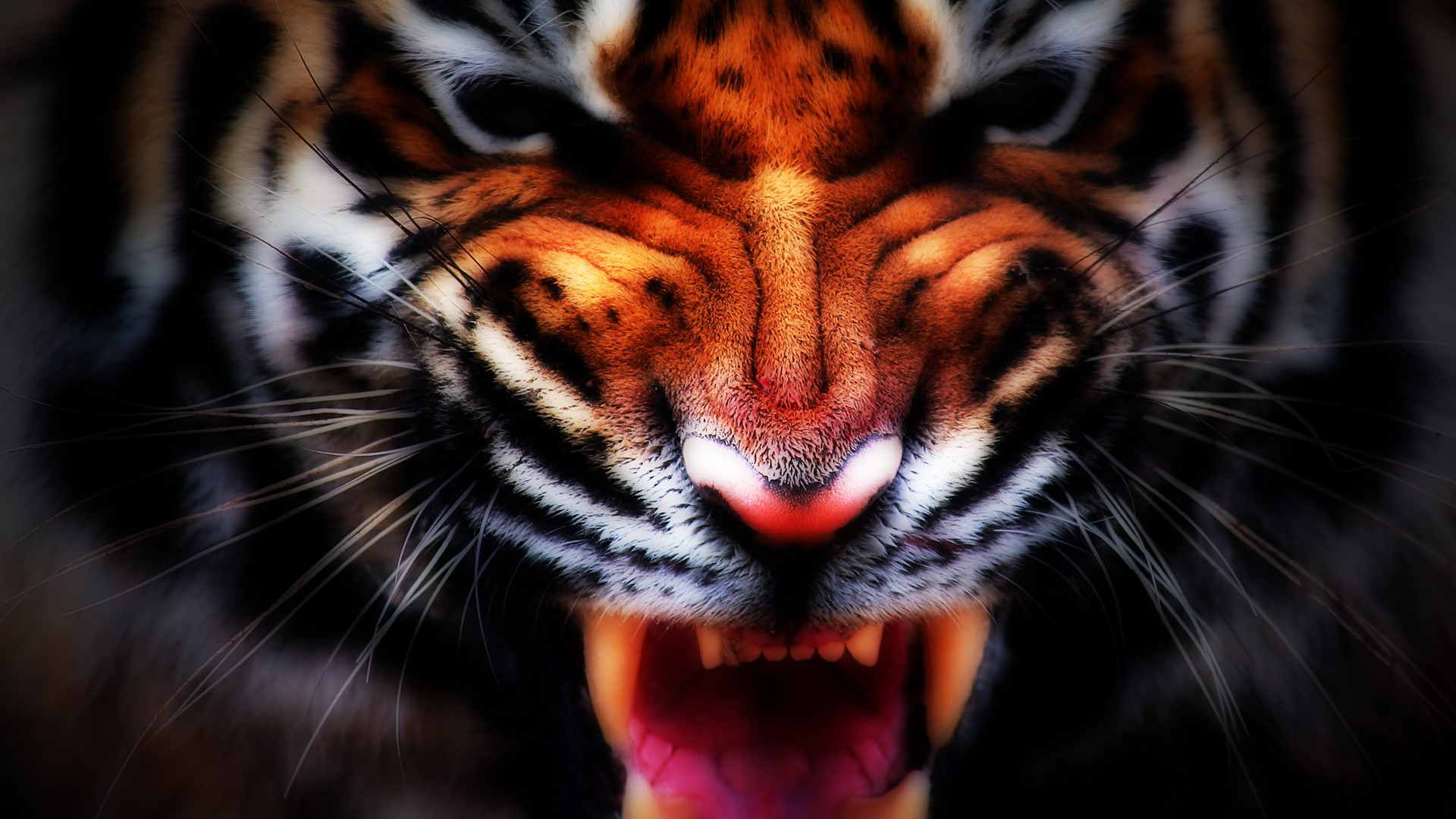 General 1920x1080 nature animals tiger digital art big cats mammals closeup