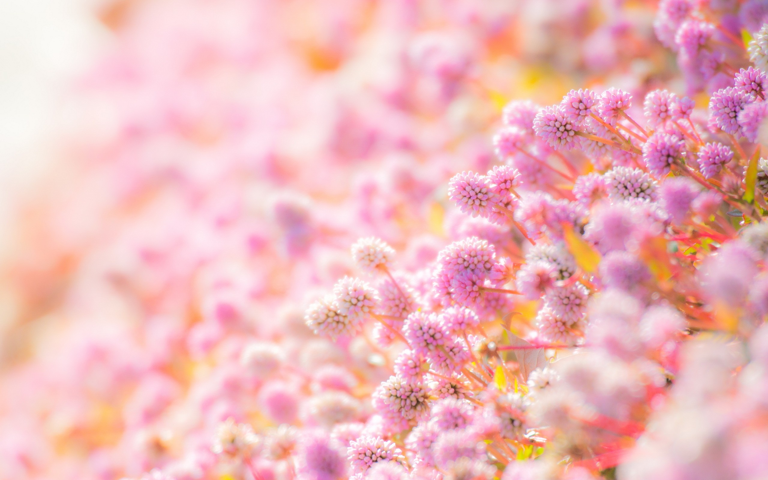 General 2560x1600 plants flowers nature depth of field bright pink flowers vibrant closeup
