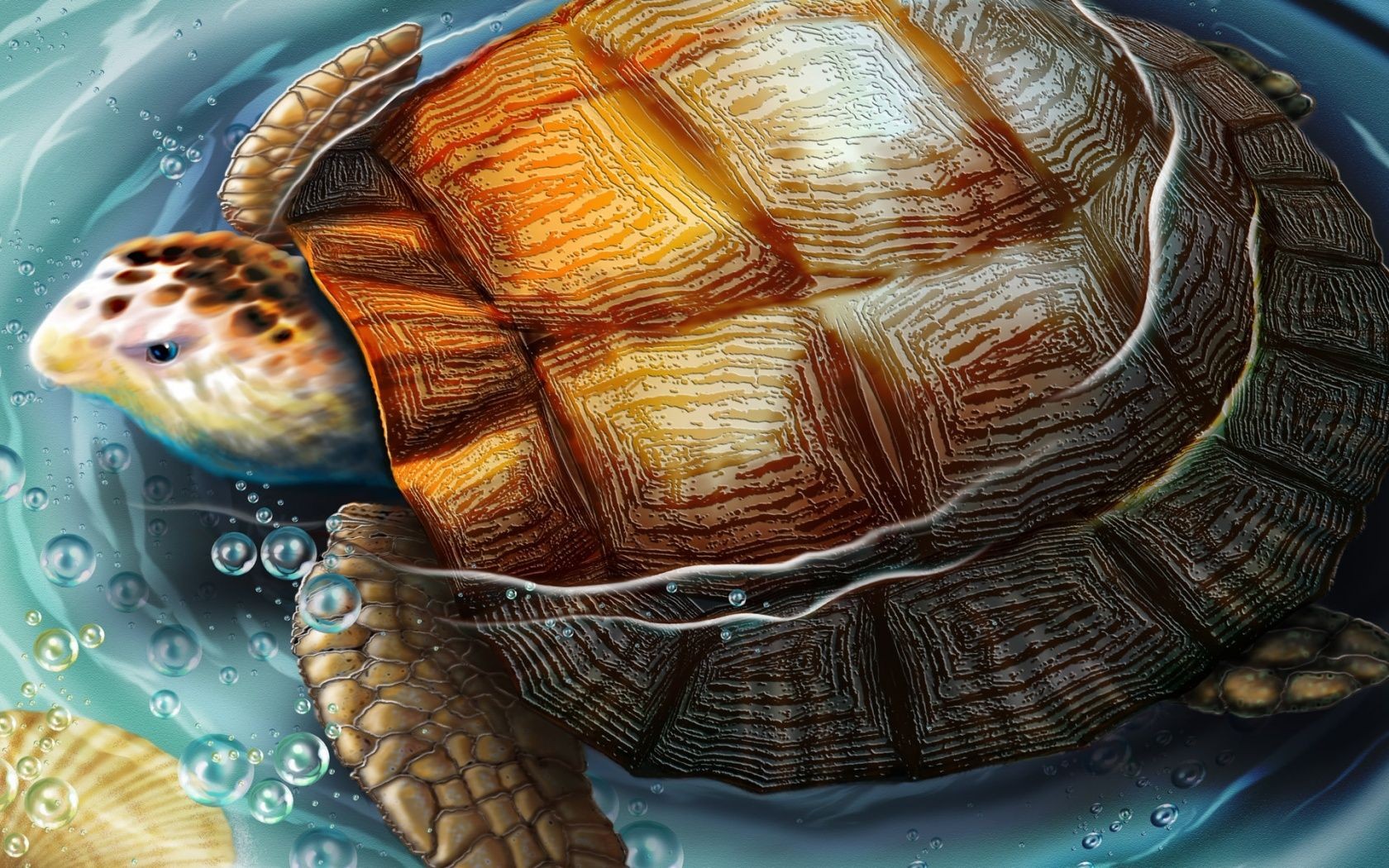 General 1680x1050 turtle animals artwork