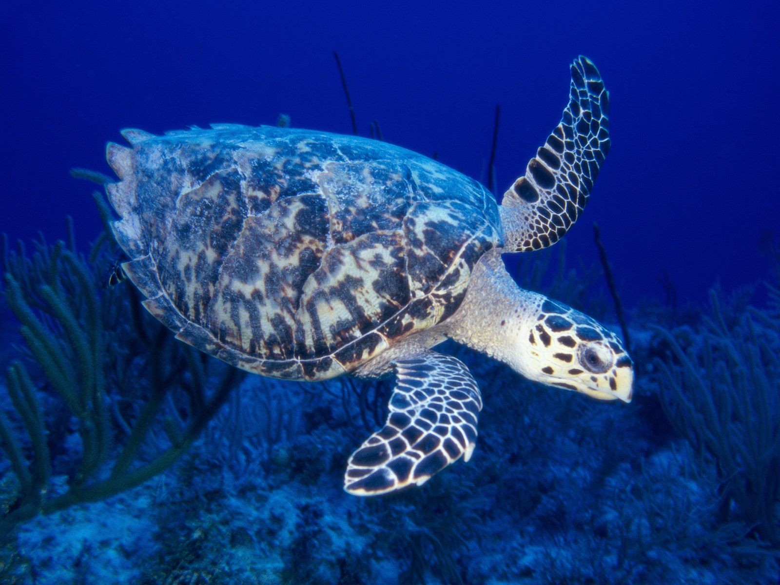 General 1600x1200 nature turtle underwater animals sea life