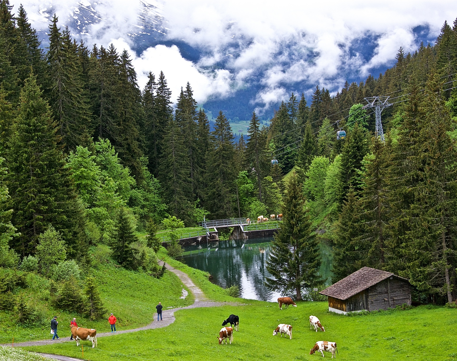 General 1920x1516 Switzerland cow nature landscape