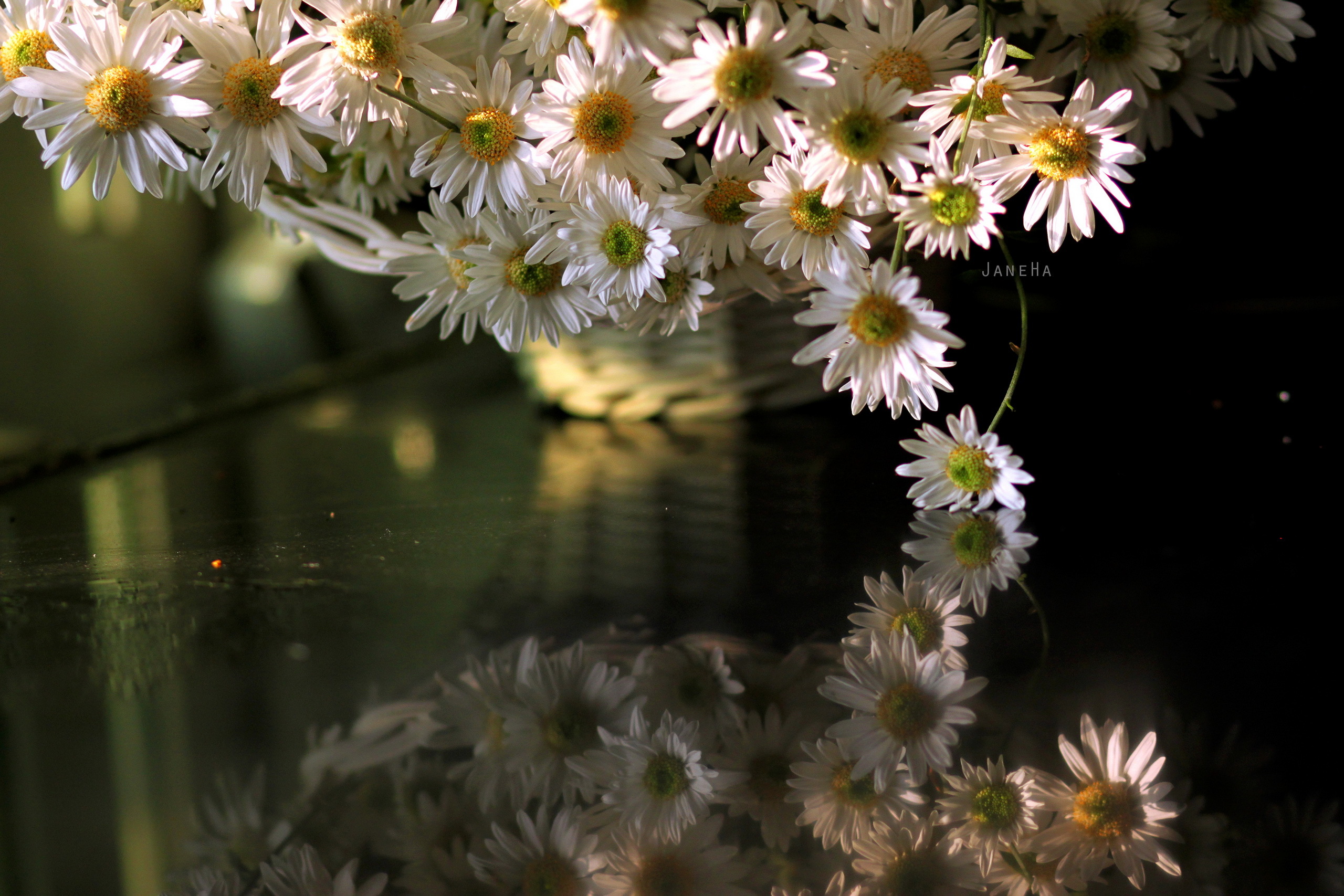 General 2560x1707 reflection flowers water white flowers plants