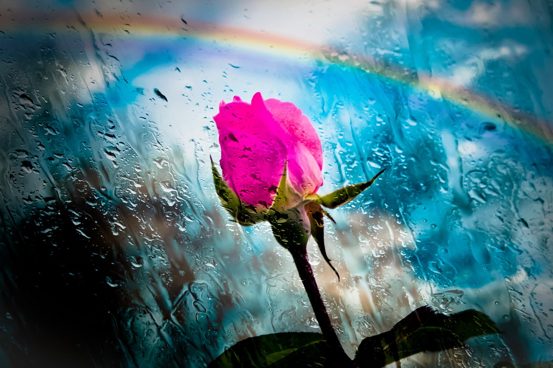 General 1920x1279 rose flowers plants rainbows water on glass pink flowers cyan closeup