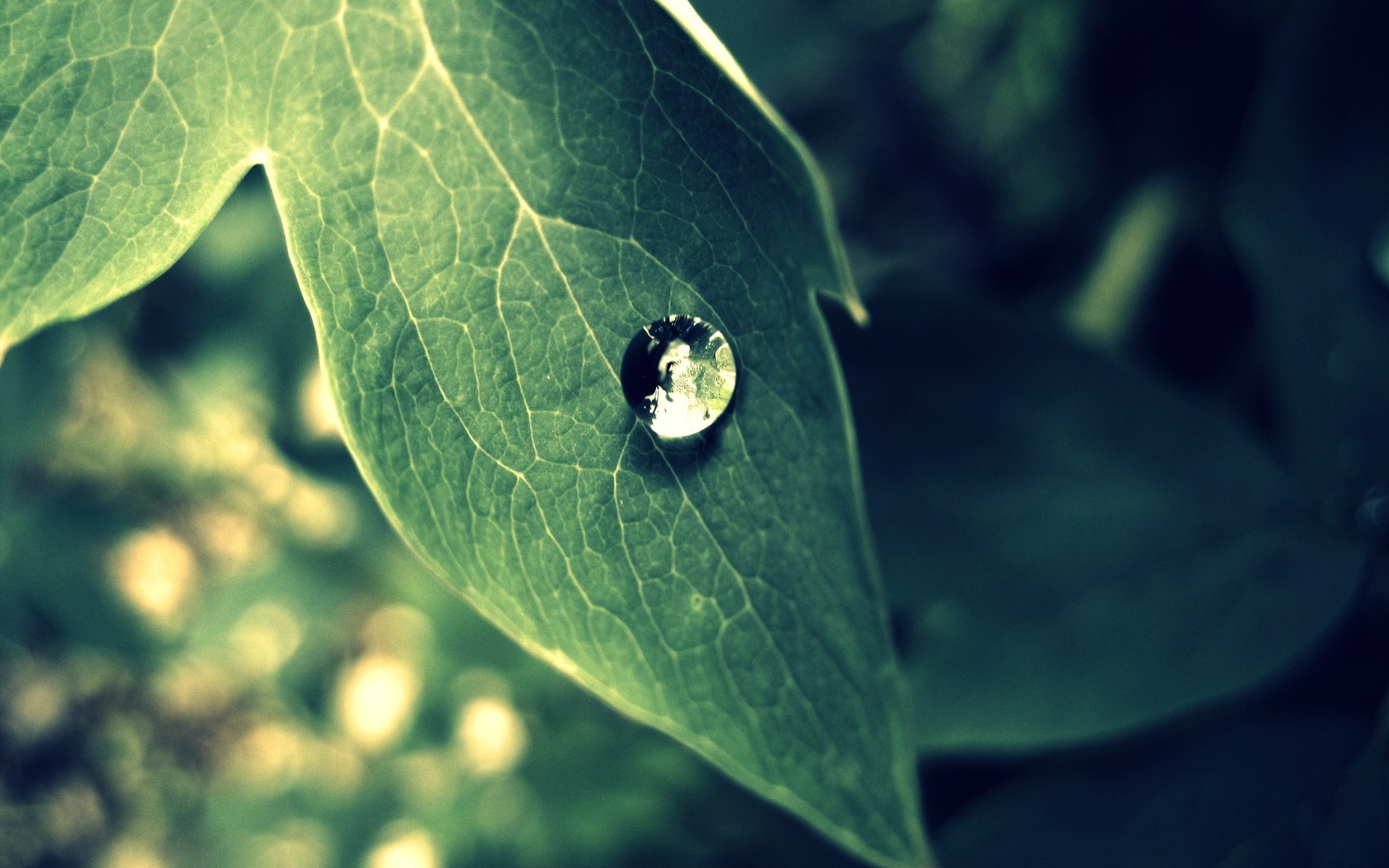 General 2560x1600 photography nature plants water drops macro leaves