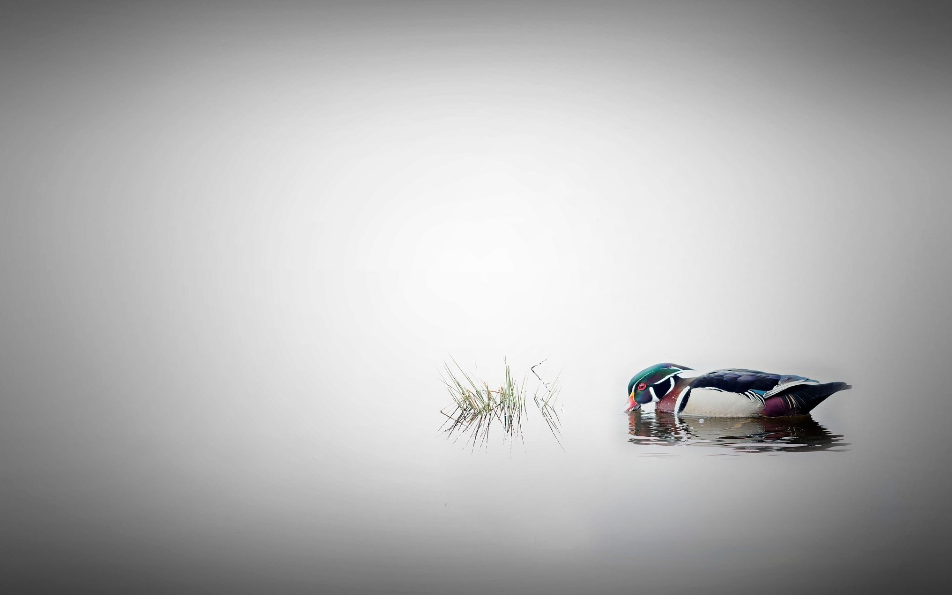 General 1920x1200 duck 500px nature water animals Andre Villeneuve simple background