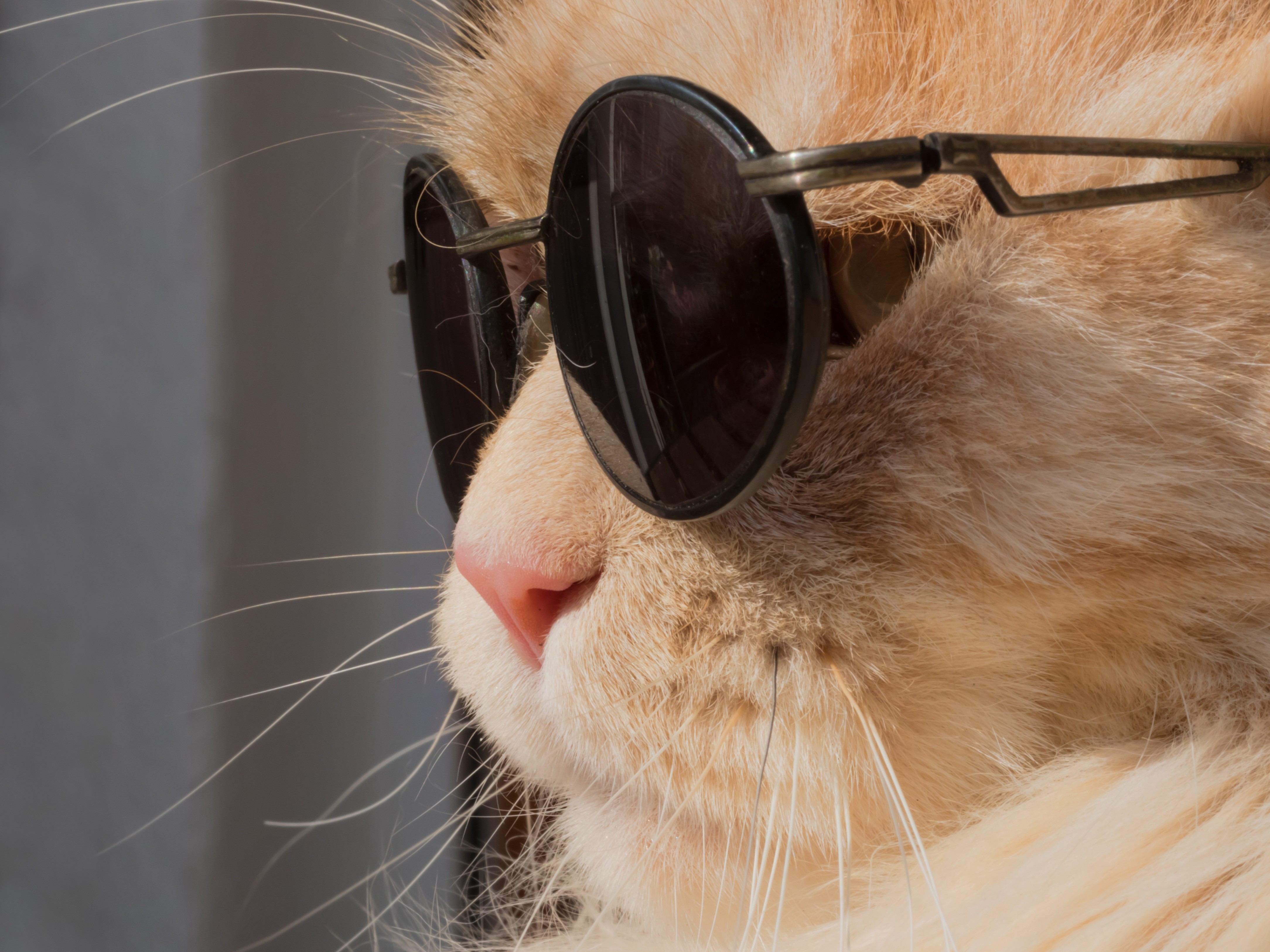 General 4336x3252 cats animals humor Leon: The Professional sunglasses closeup