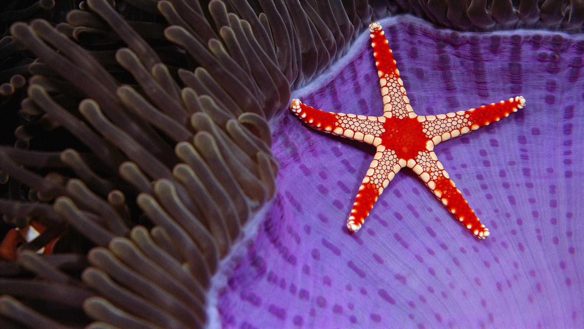 General 1920x1080 underwater sea nature starfish fish animals coral