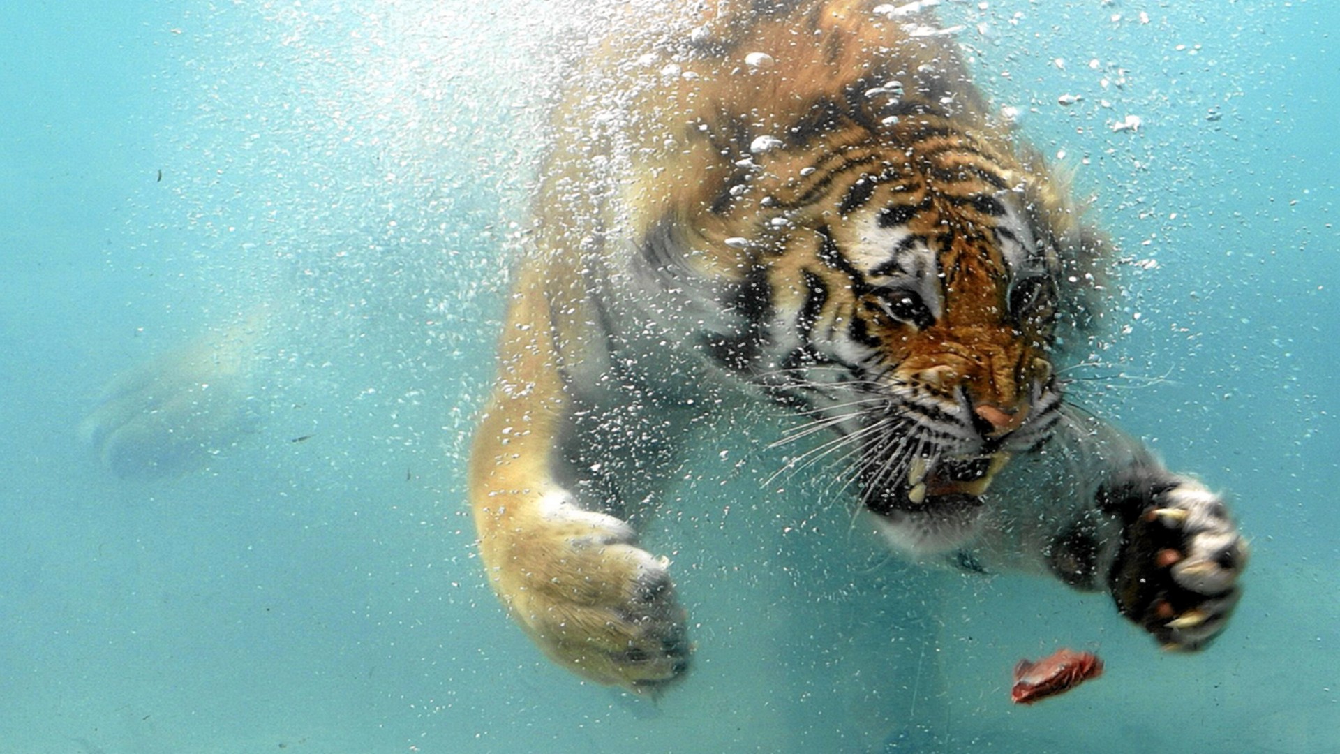 General 1920x1080 animals nature tiger underwater bubbles meat mammals feline big cats